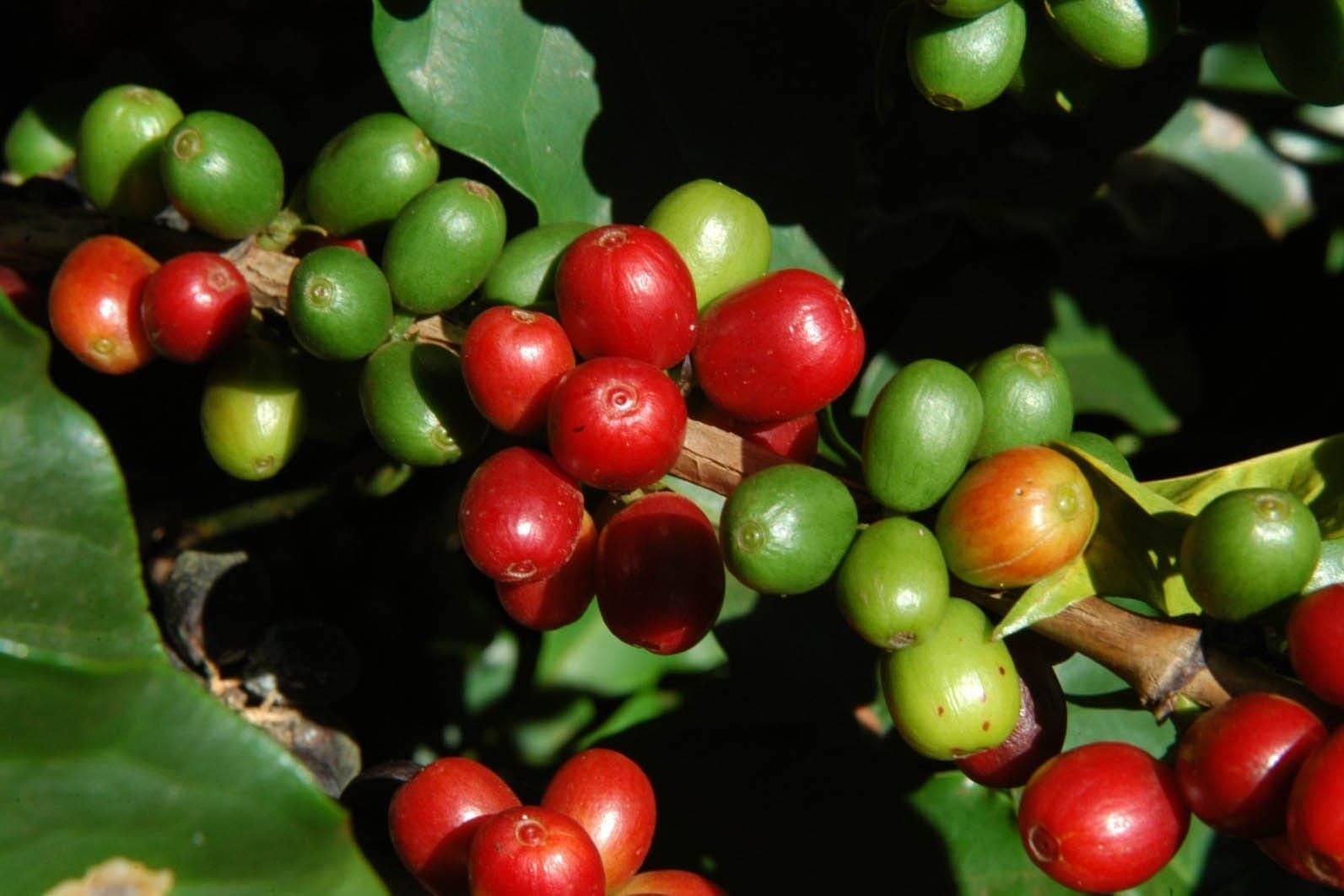 Grãos de café precisam de água e temperaturas amenas para se formar