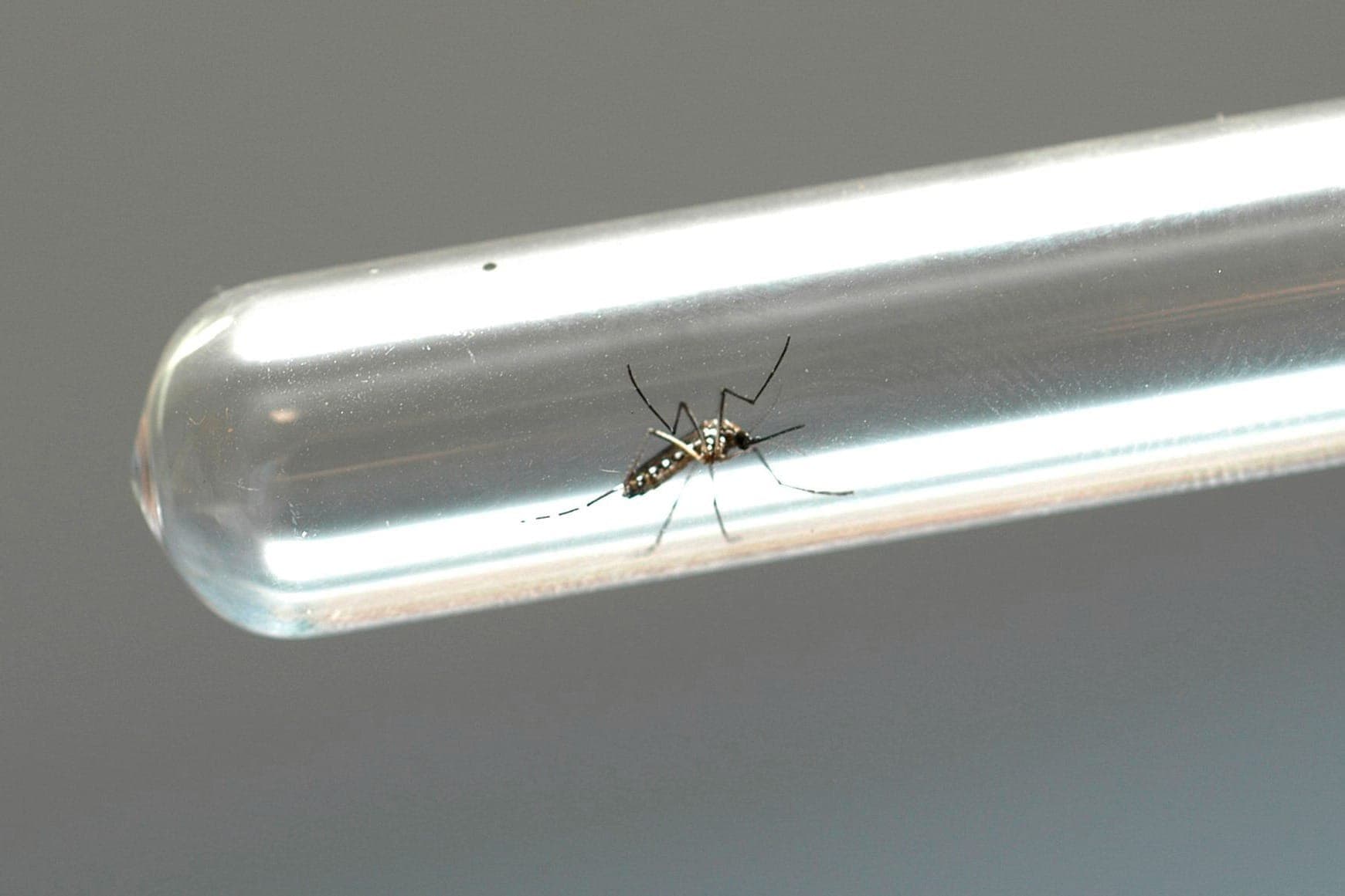 Dengue