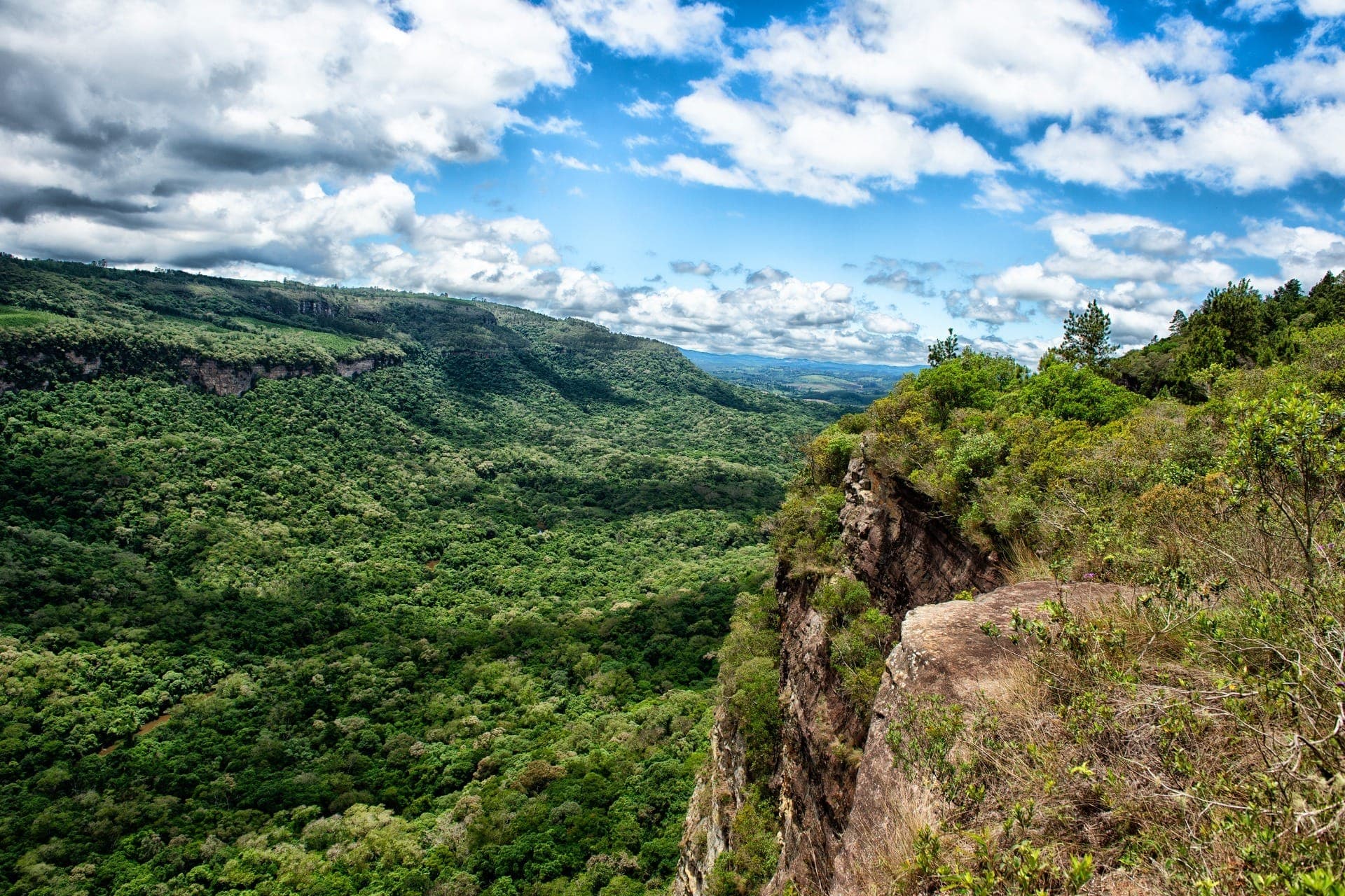 Mata Atlântica no Paraná 