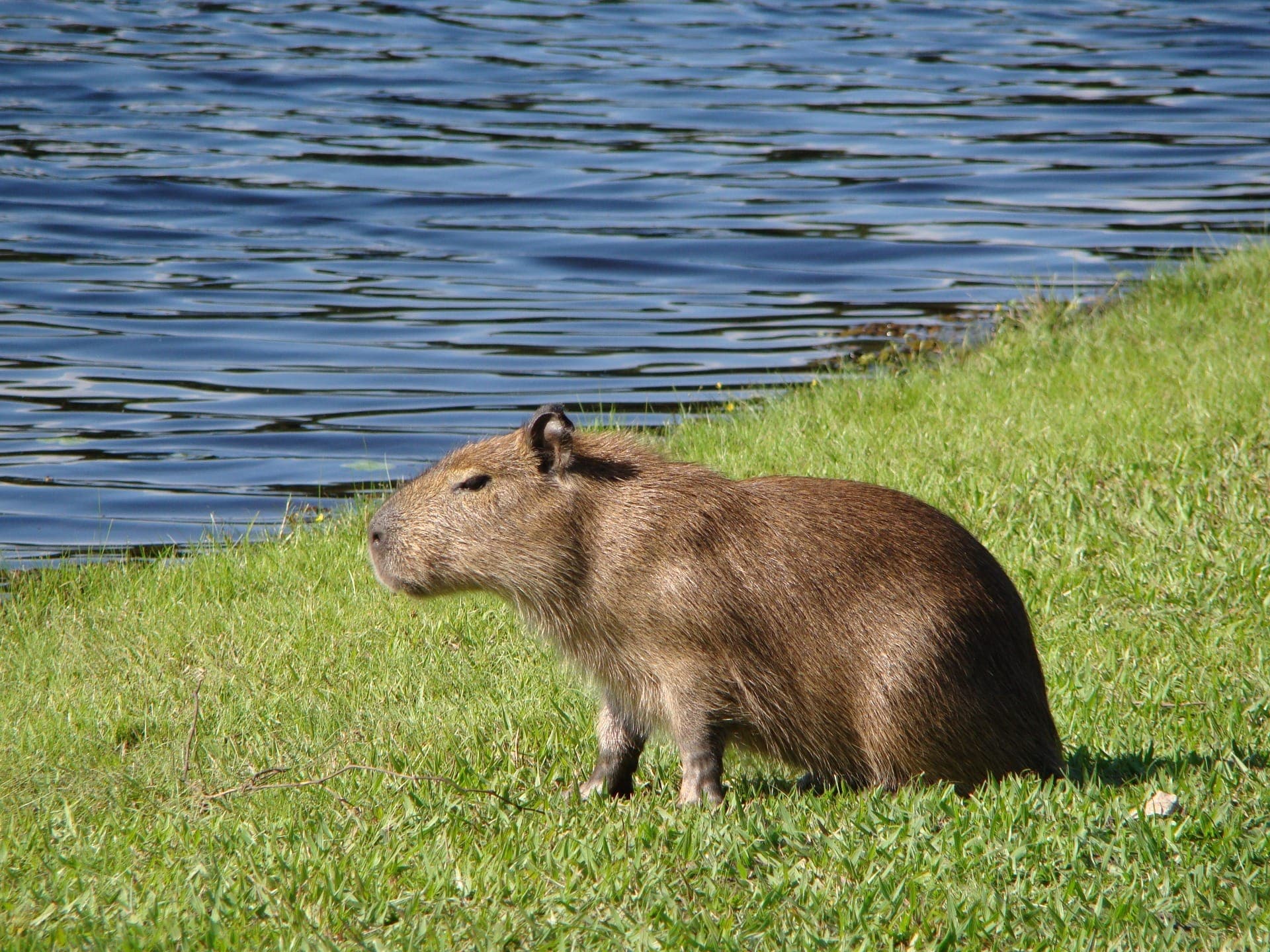 Capivara