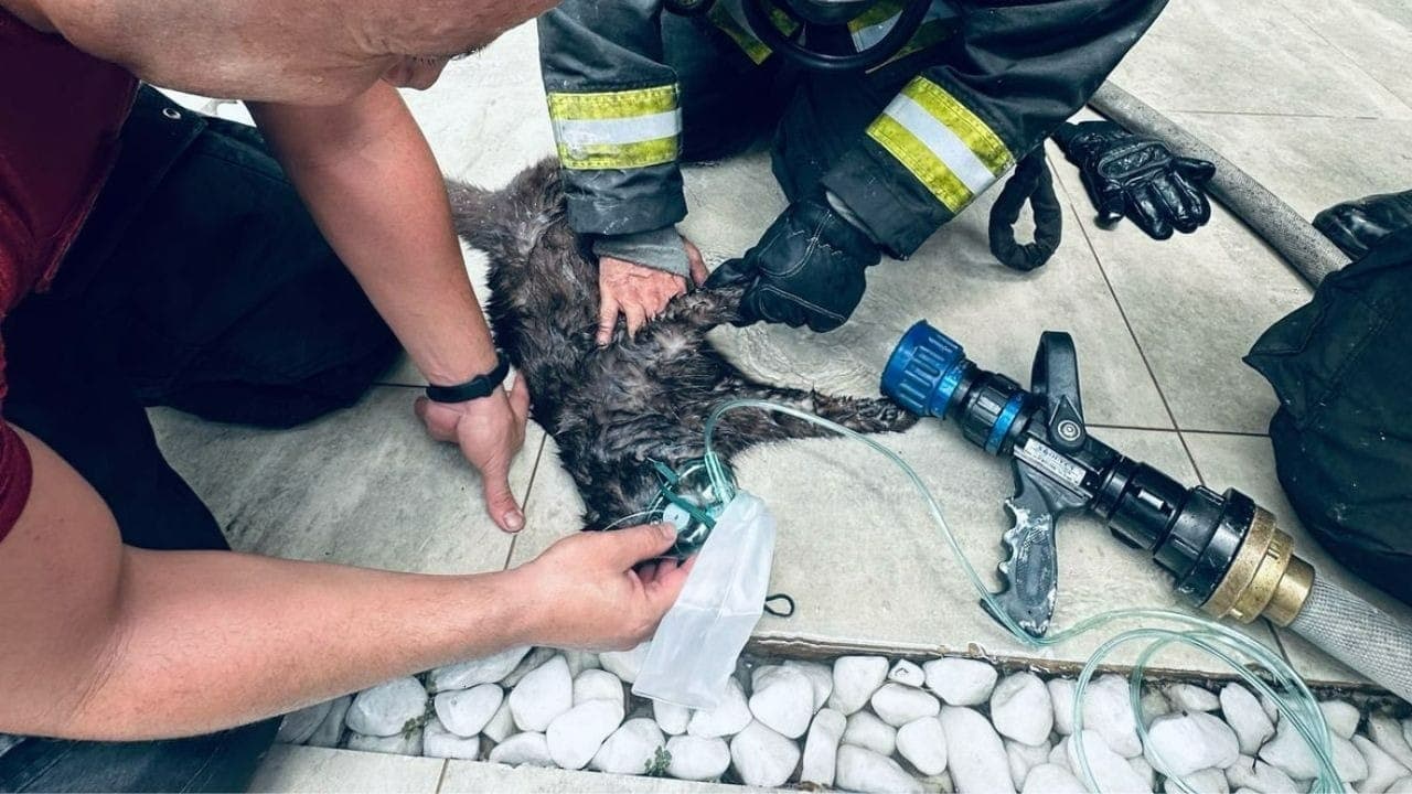 Gato é resgatado pelos Bombeiros