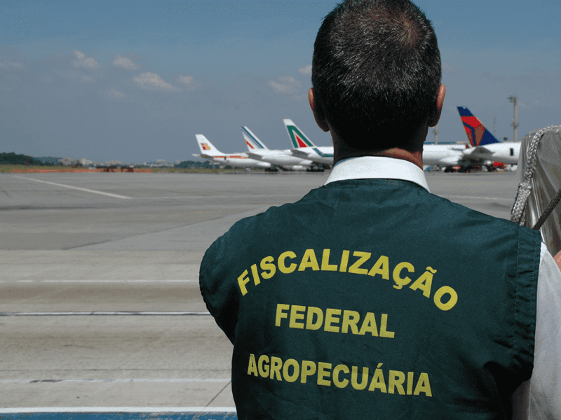 Embarque de cavalos no aeroporto do Galeão