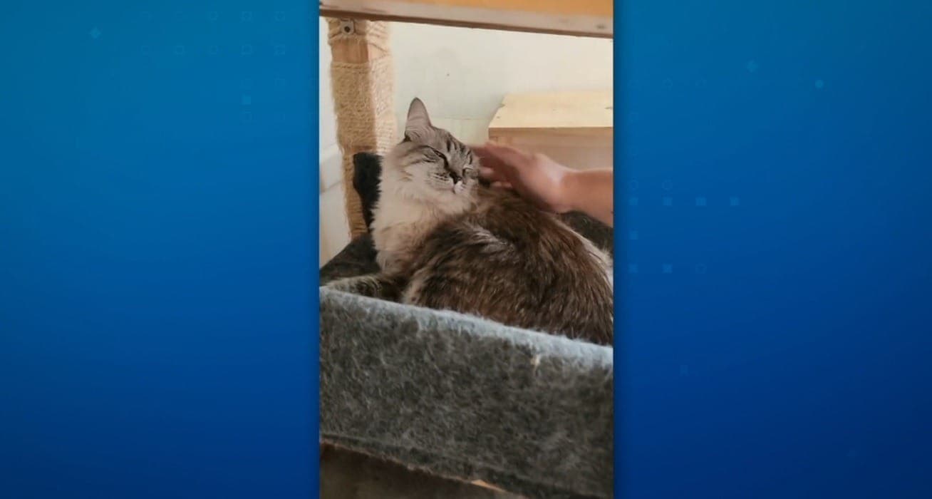 Imagem de arquivo de gato da ONG BastAdotar