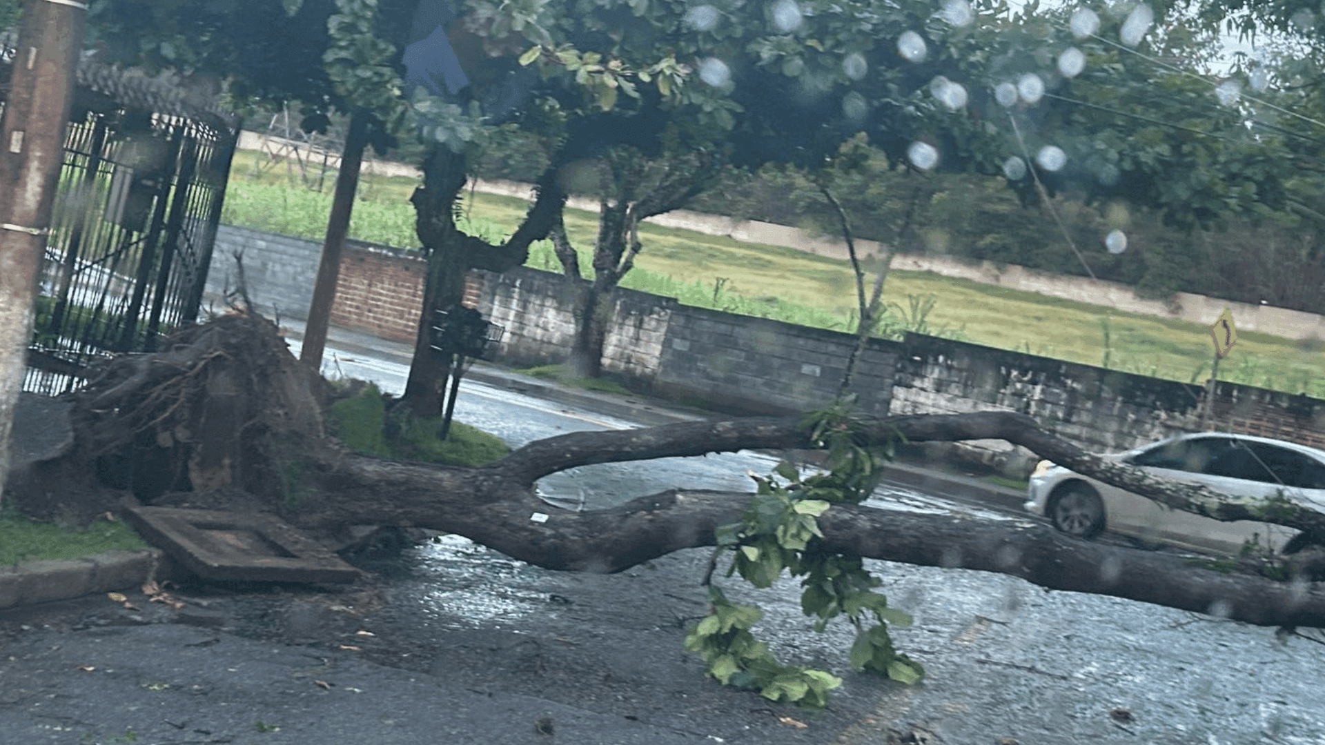 Chuva com rajadas vento de até 125 km/h causa queda de árvores em São José
