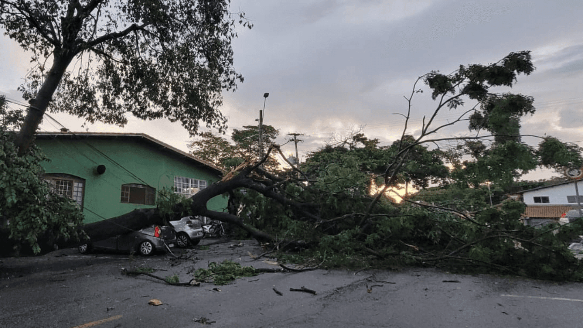 São José dos Campos registra mais de 30 quedas de árvores após tempestade de granizo