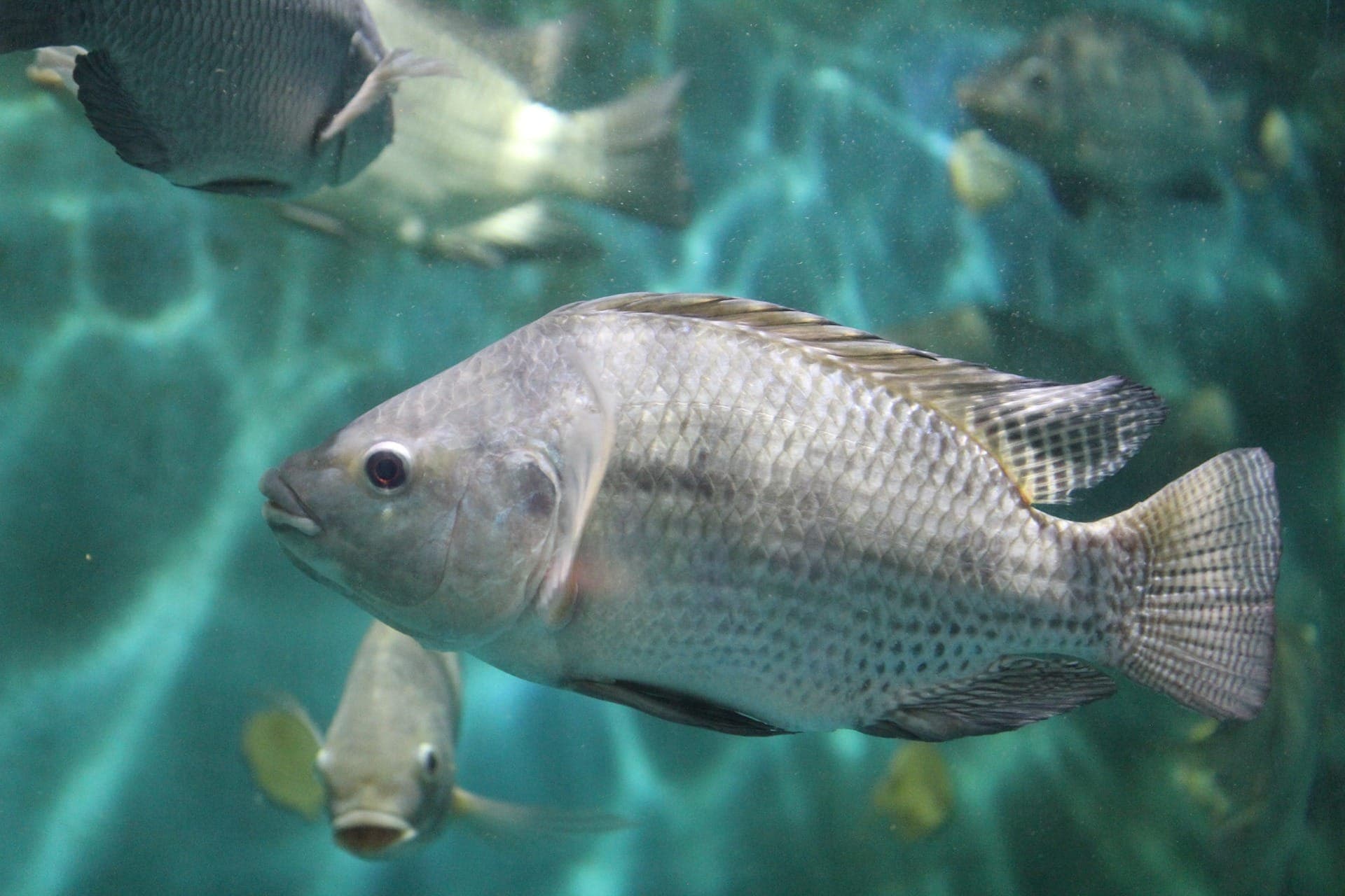 Tilápia é o peixe mais produzido no Brasil, mas enfrenta concorrência vietnamita