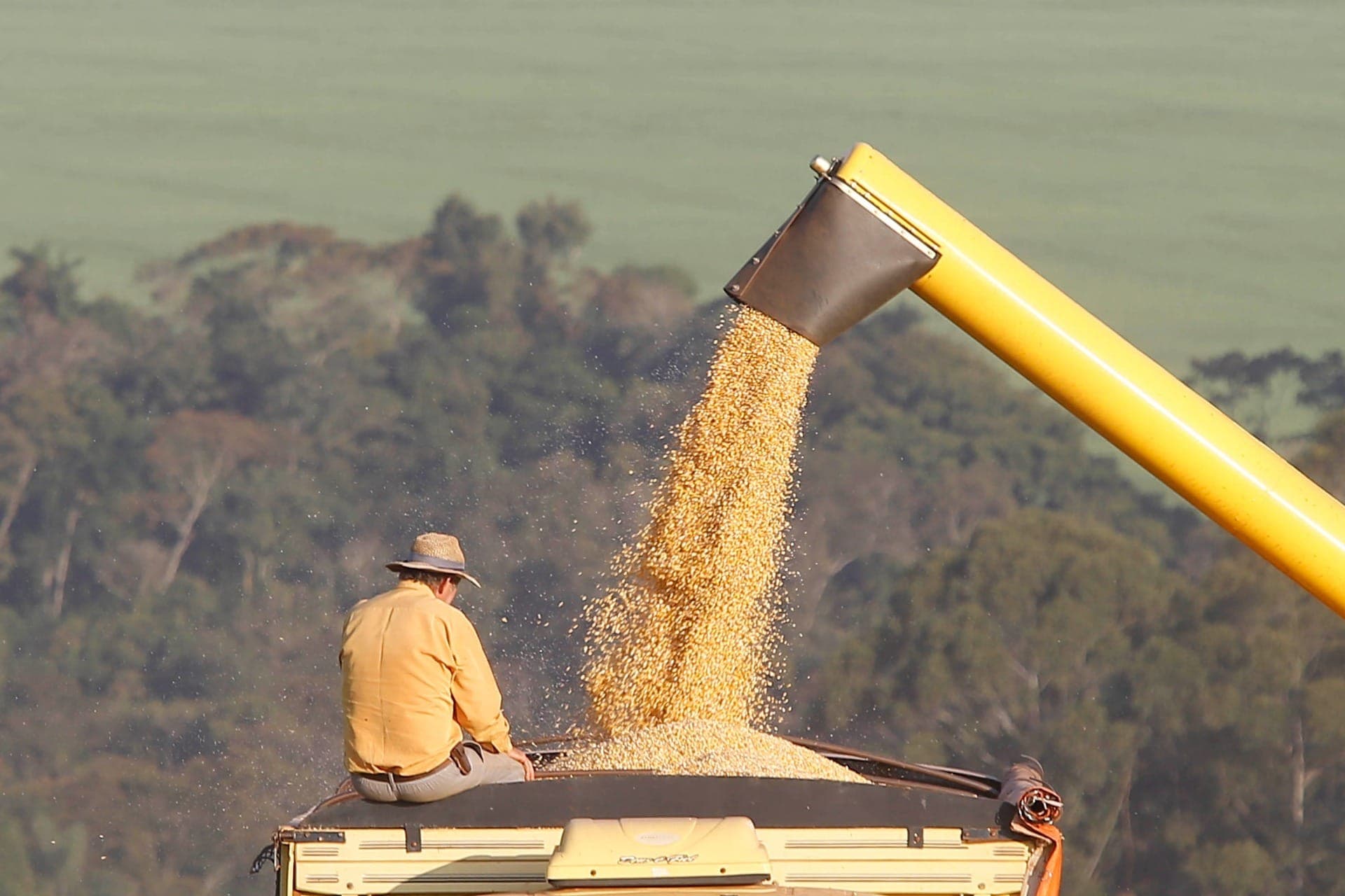 Clima favorece a produção de milho no Paraná