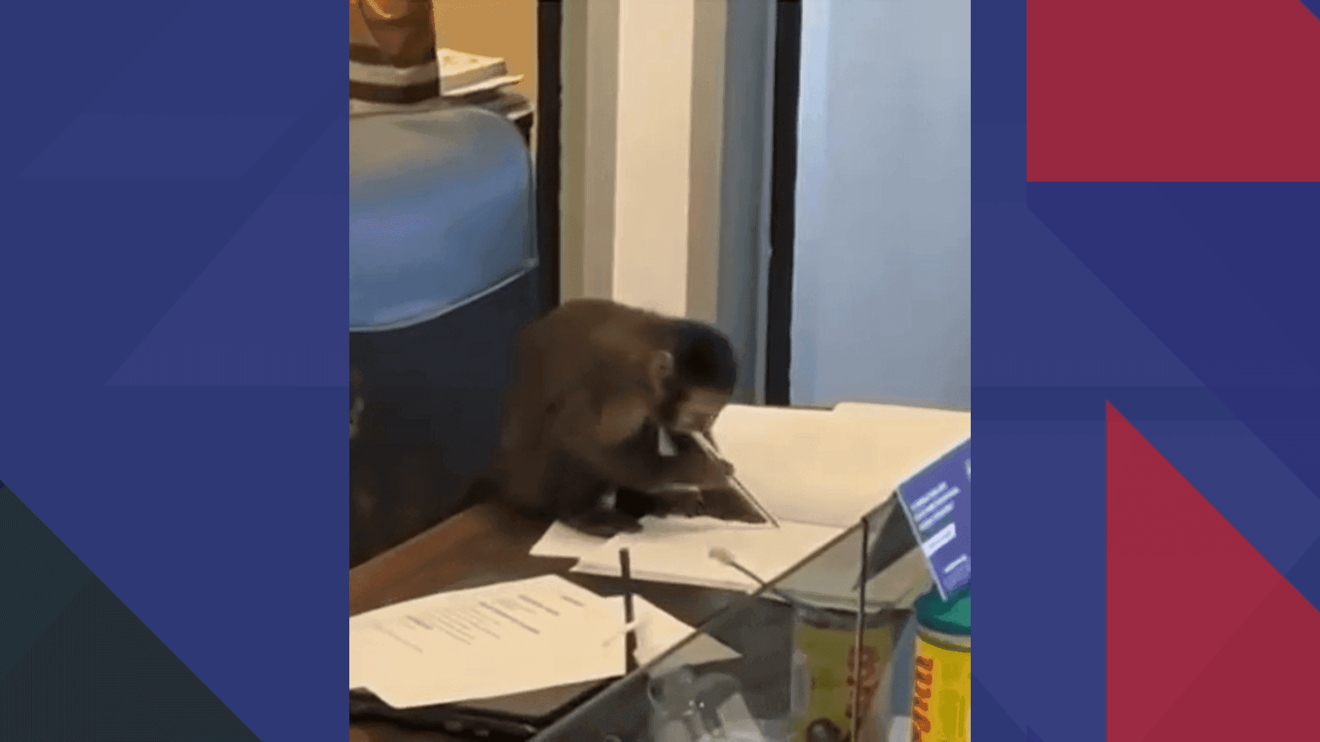 Macaco-Prego assina documentos em escritório