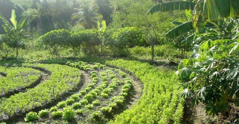 Agroflorestas