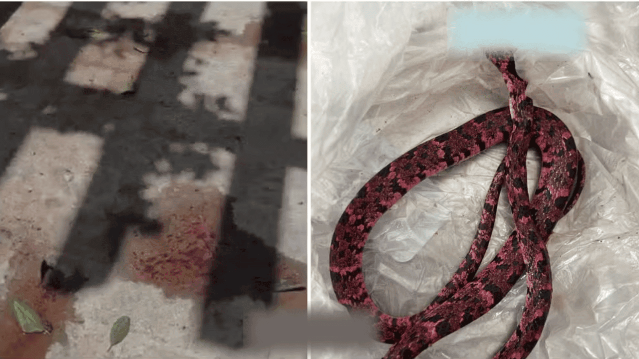 Homem tenta engolir cobra e passa mal no Ceará