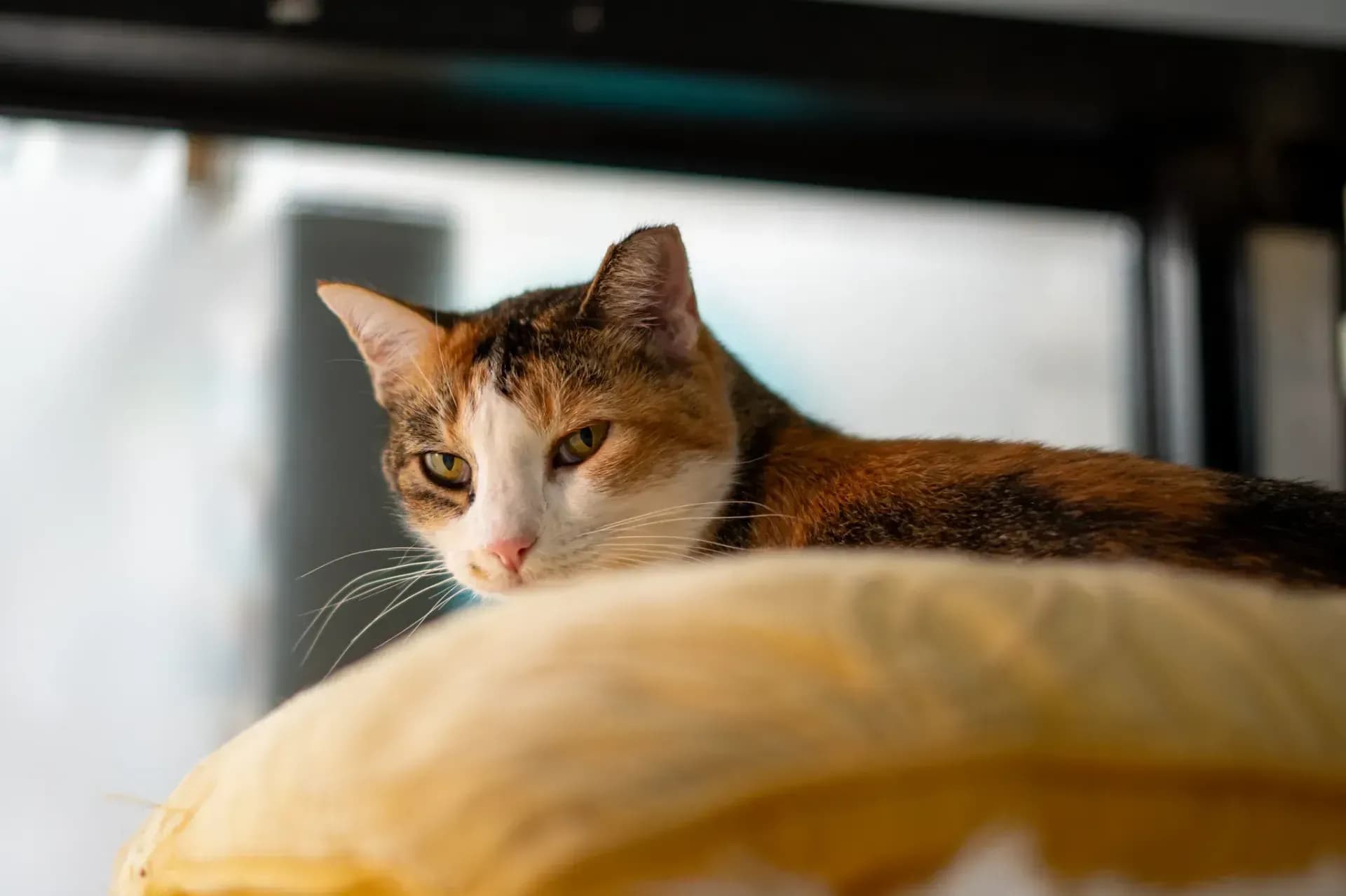 Adotou um Gato? Saiba o Que Fazer!