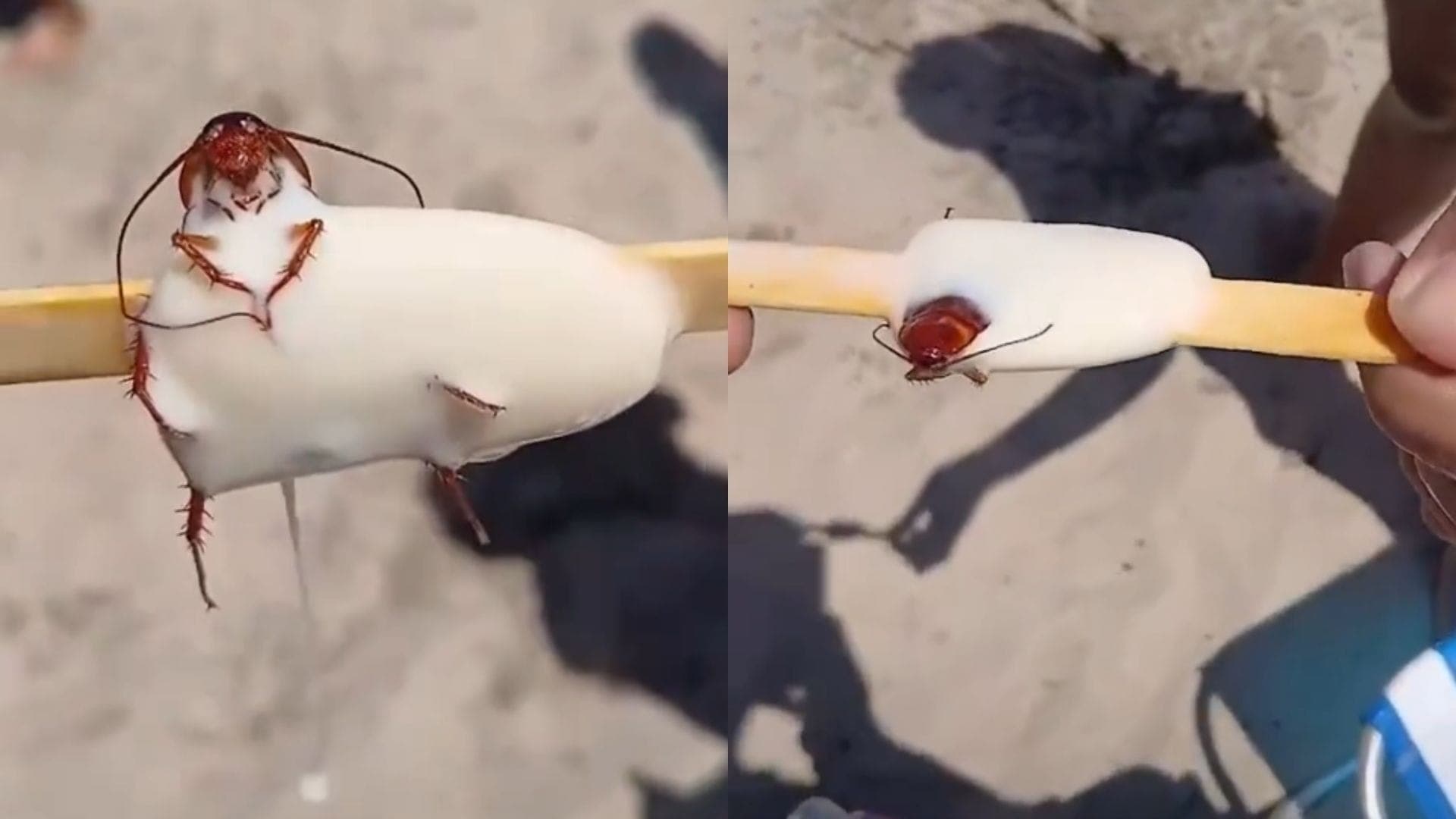 Barata foi encontrada em picolé