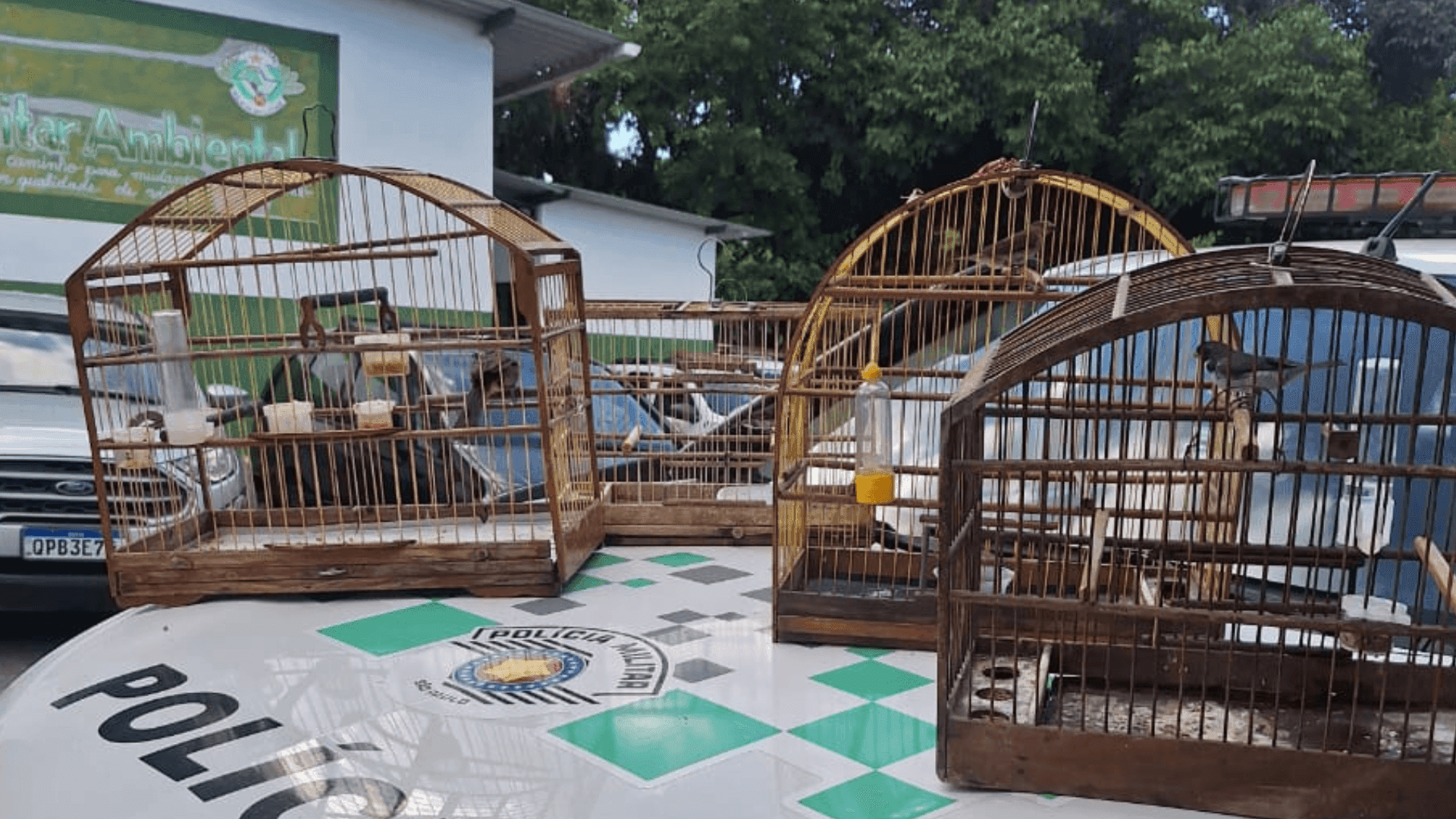 Polícia Militar Ambiental resgata 12 aves em Potim, Canas e Lorena
