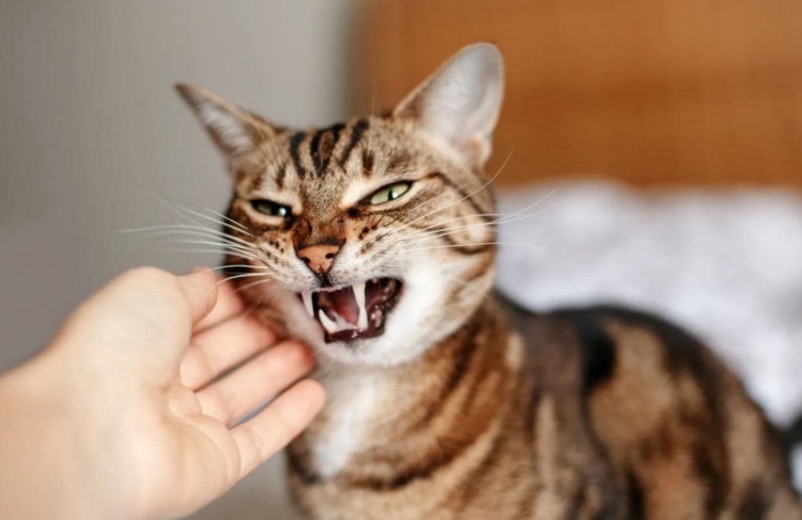 Como lidar com gato bravo
