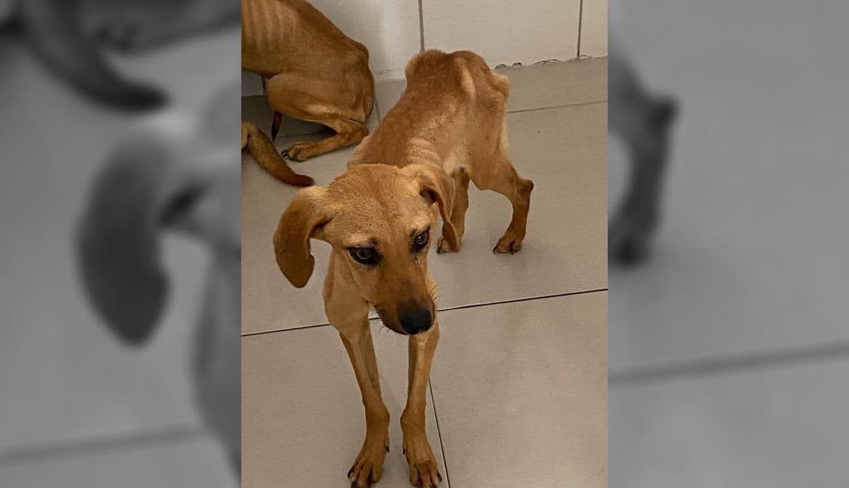 Um dos cães resgatados