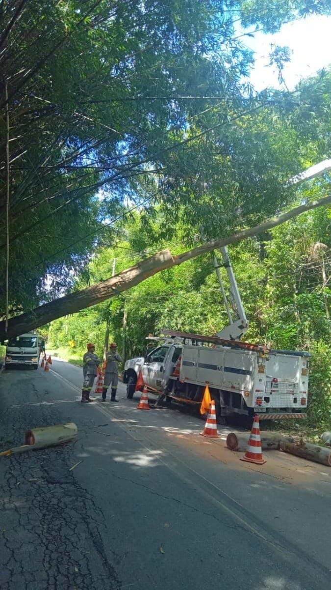 Árvore atravessando estrada