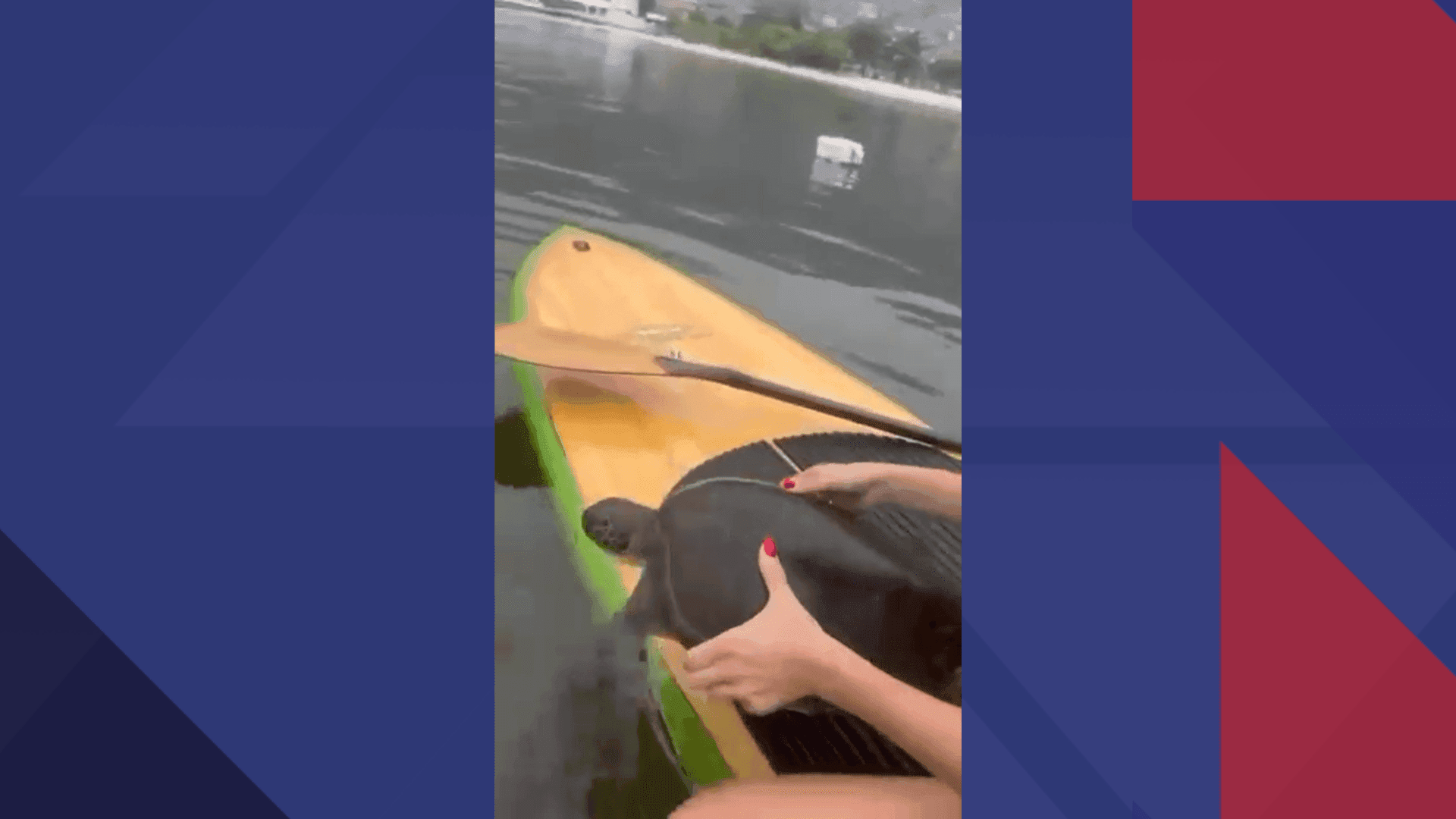Tartaruga resgatada em Niterói