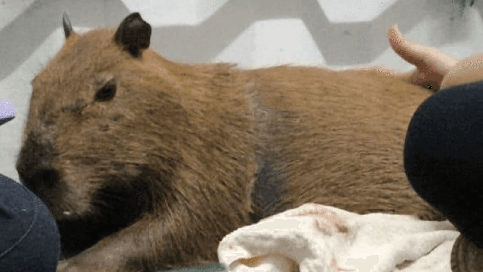 O animal teve ferimentos no corpo e foi medicado