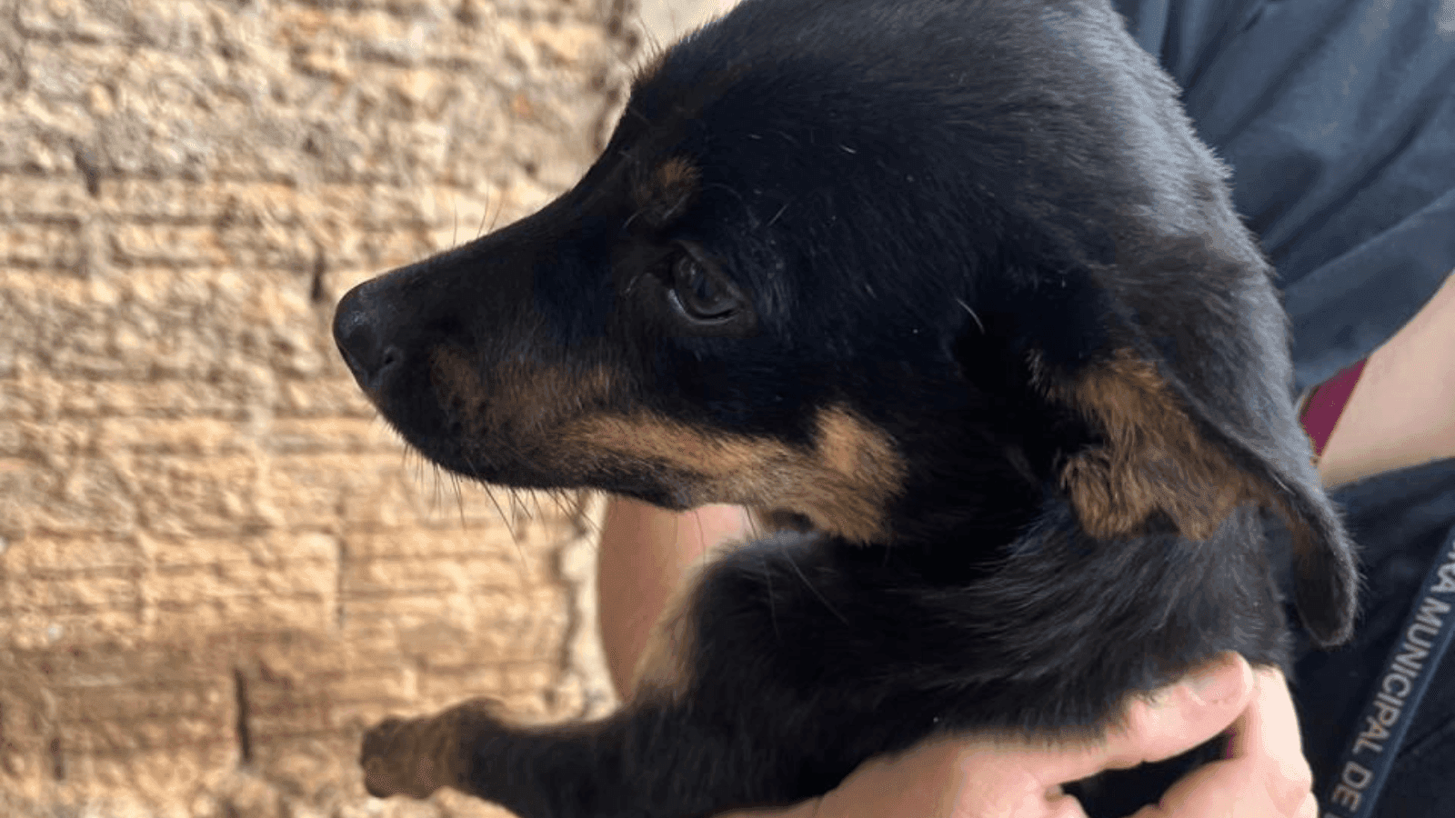 Os animais foram encontrados desidratados