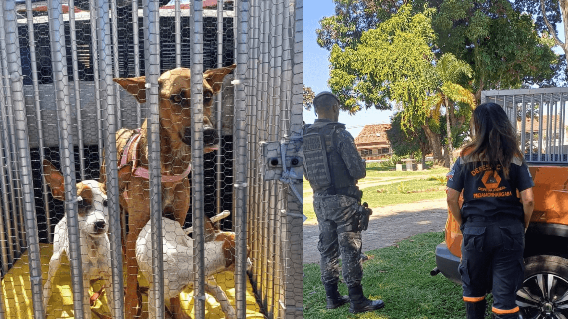 Casal é multado em R$ 33 mil por maus-tratos a animais em Pindamonhangaba