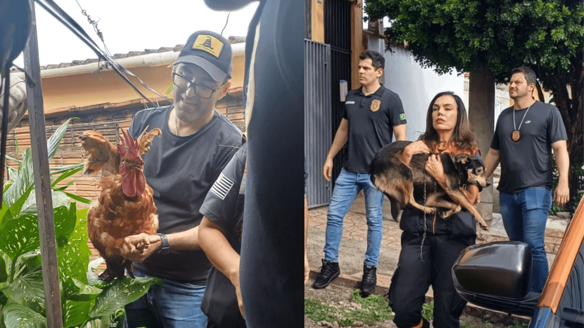 Polícia Civil e Defesa Animal resgatam 2 cães e um galo de maus-tratos em Pindamonhangaba