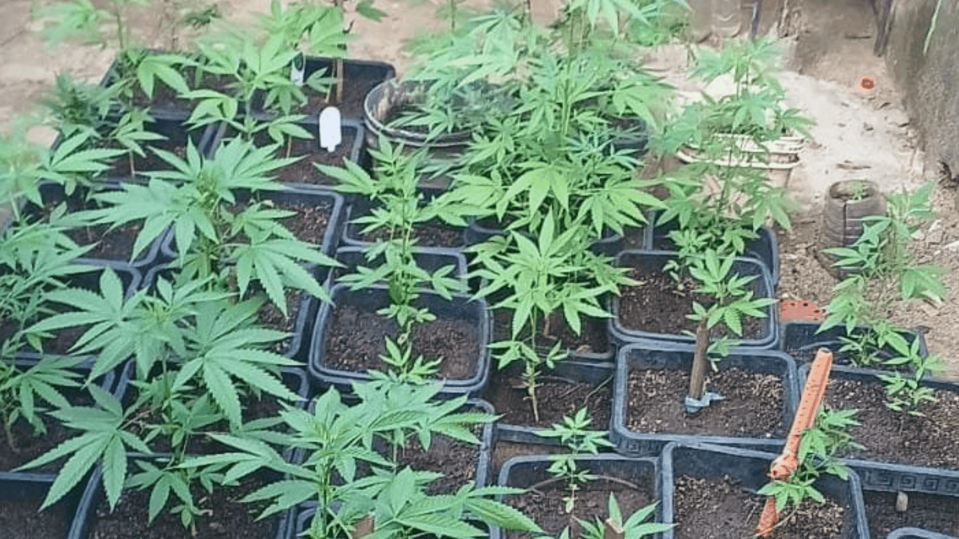 Maconha
