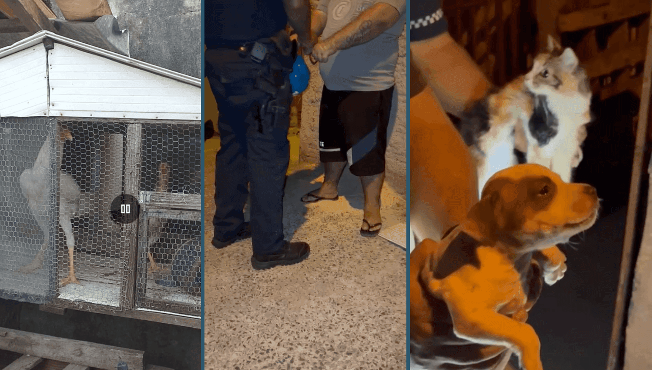 Foram resgatados cachorros, gato e aves