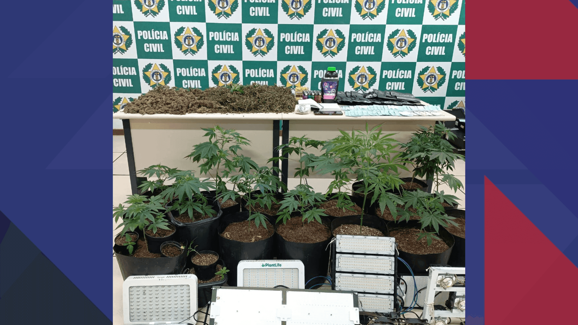 Cultivo de maconha interditado em Itaperuna
