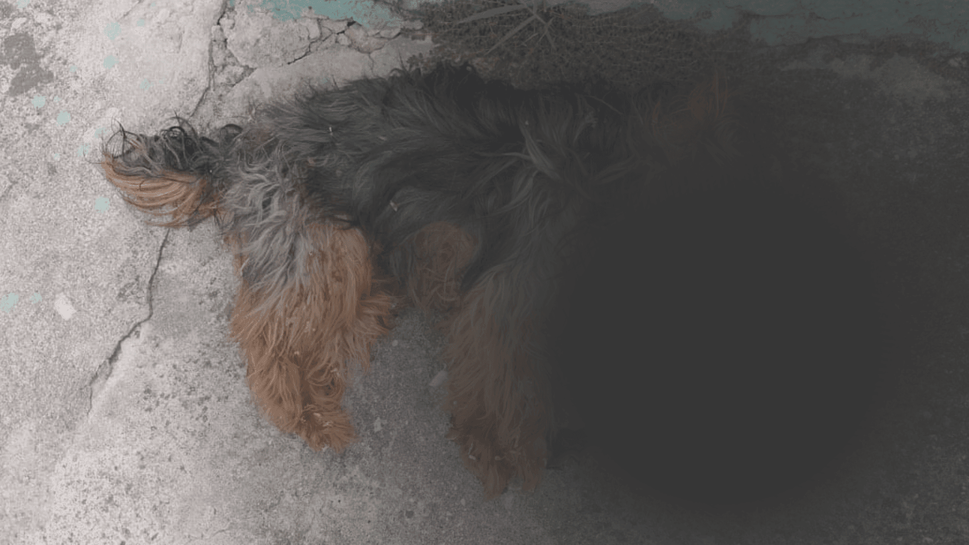 Mulher de 50 anos é presa após matar cachorro da raça Yorkshire em Caraguatatuba 