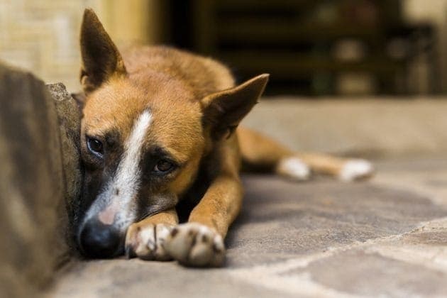 Dia Mundial dos Animais de Rua