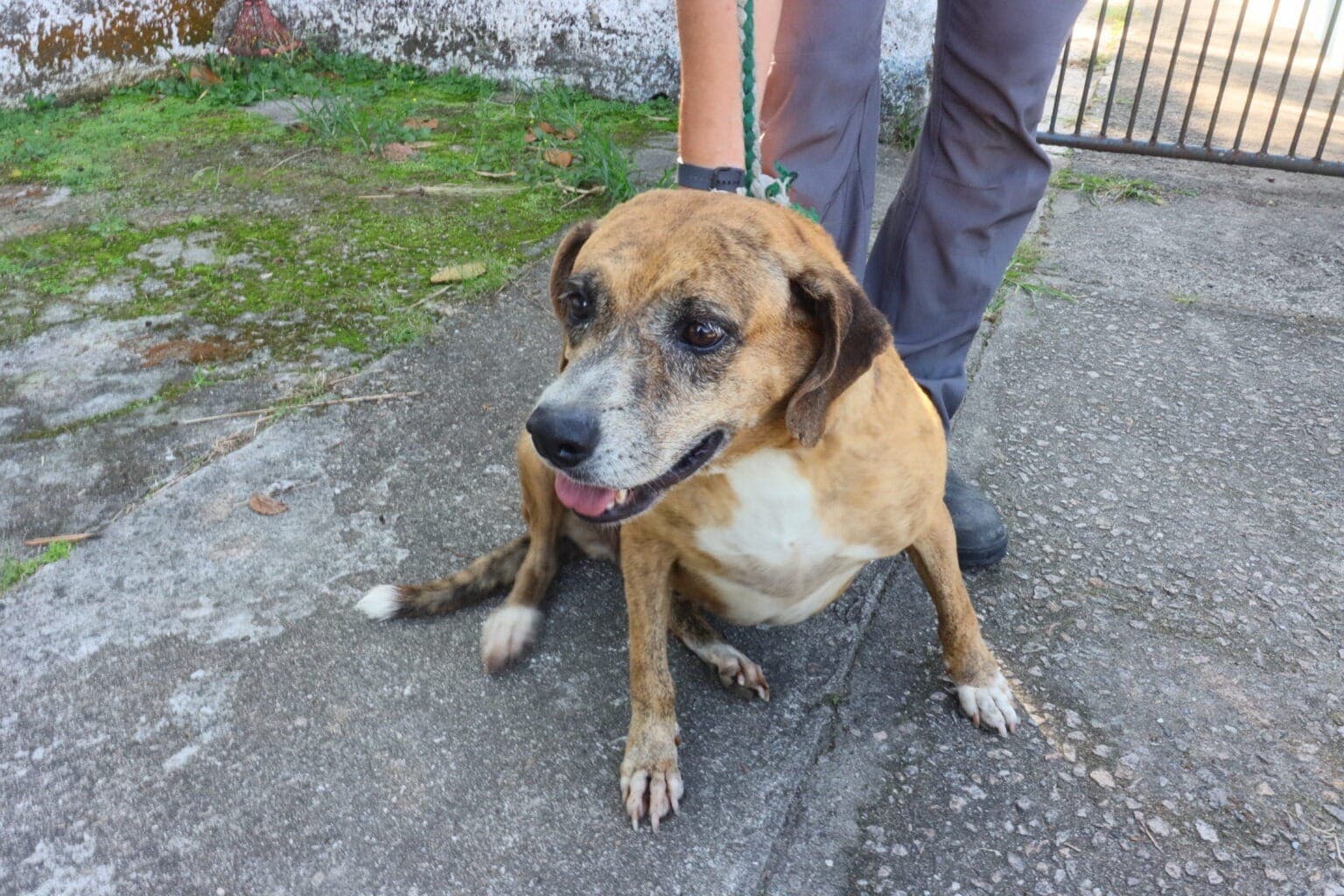 Caraguatatuba realiza feira de adoção de cães e gatos neste sábado (5)