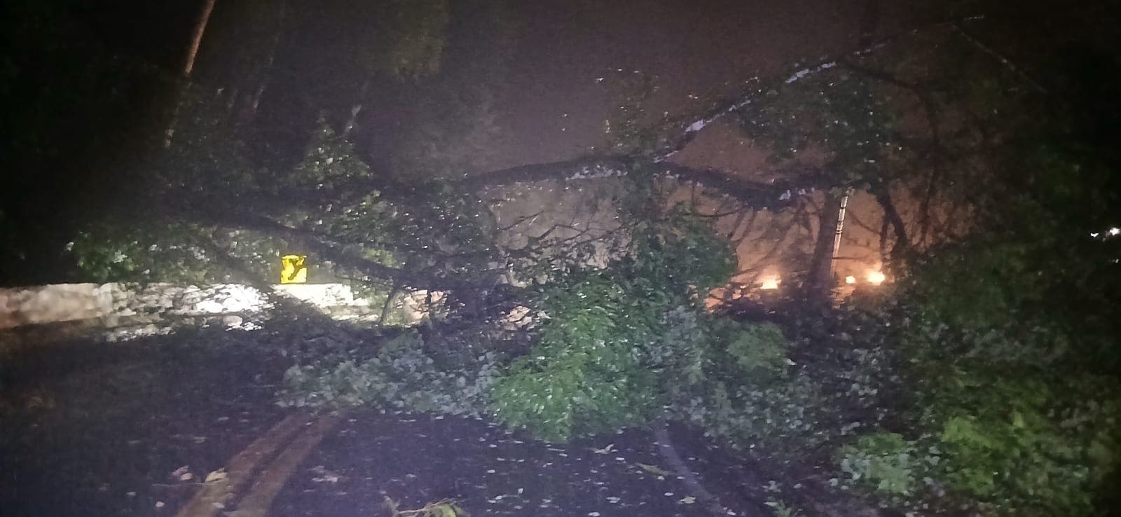 Queda de árvore na SP-55, em São Sebastião