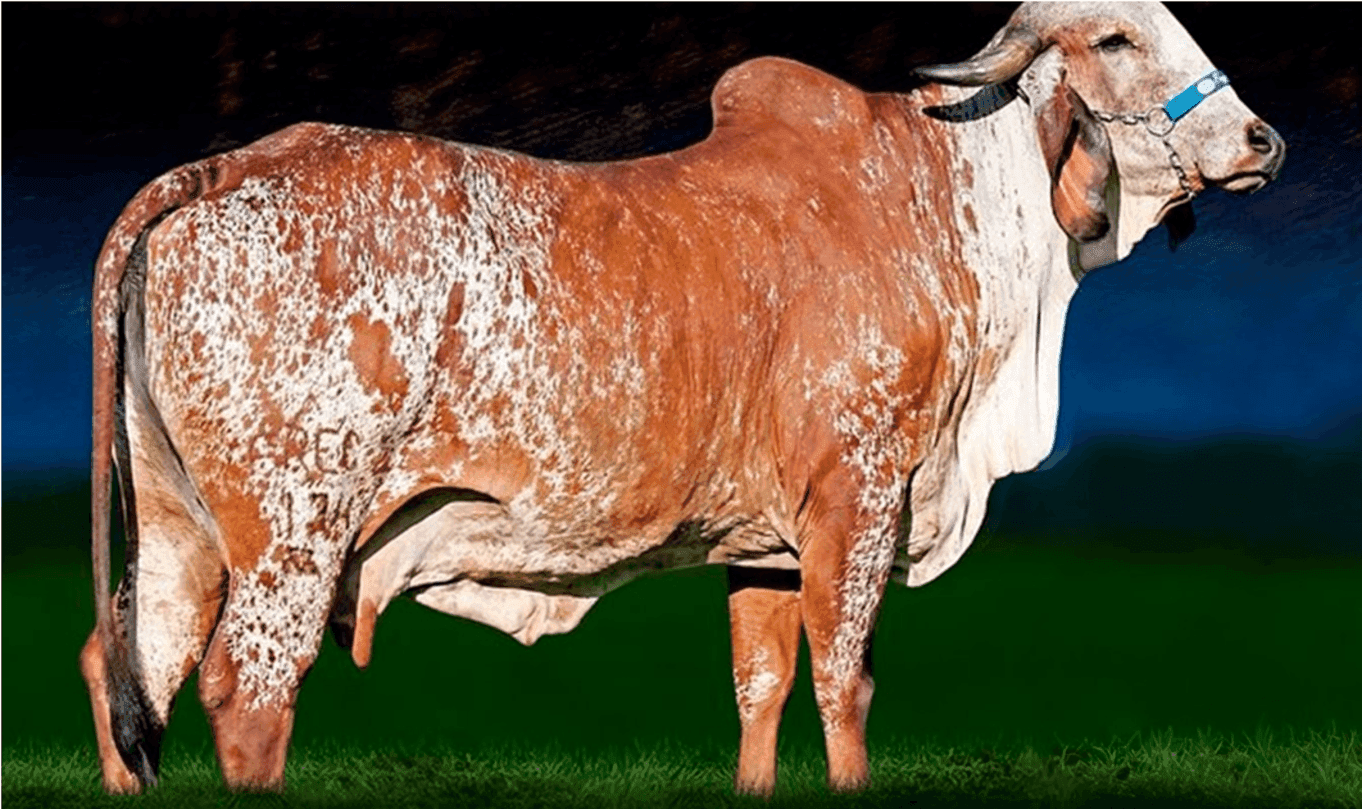 Vaca Jacarta Recreio foi campeã em concuso