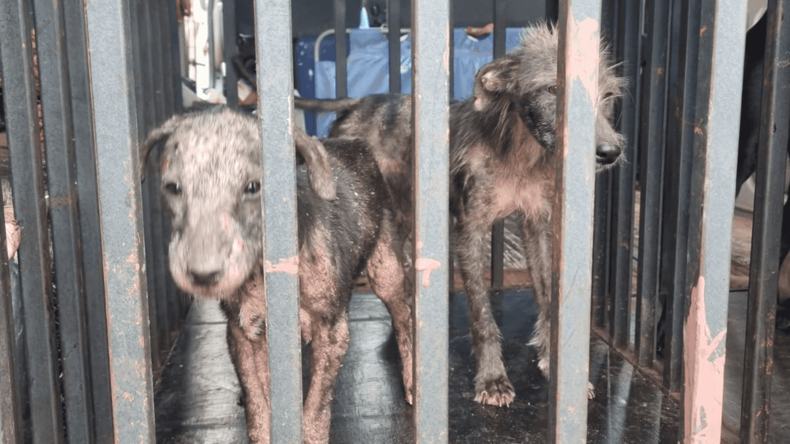 O estado de saúde de um dos cães é crítico