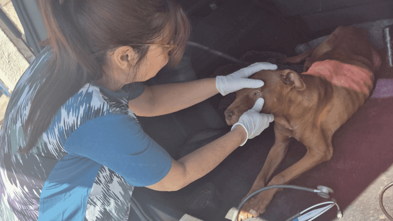 Os donos do animal vão responder pelo crime