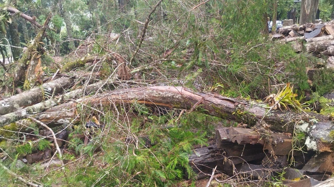 Campos do Jordão registra mais de 30 quedas de árvores após tempestade