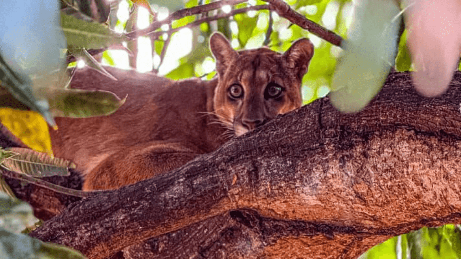O animal estava em cima do pé de manga