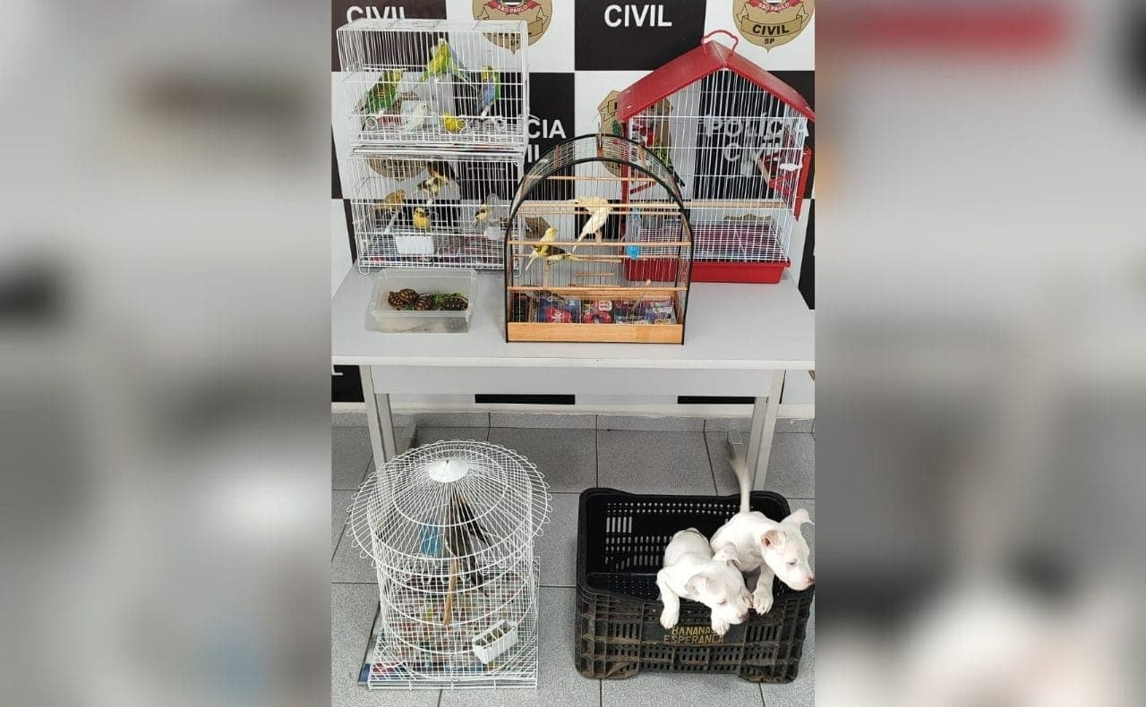 Animais apreendidos pela polícia