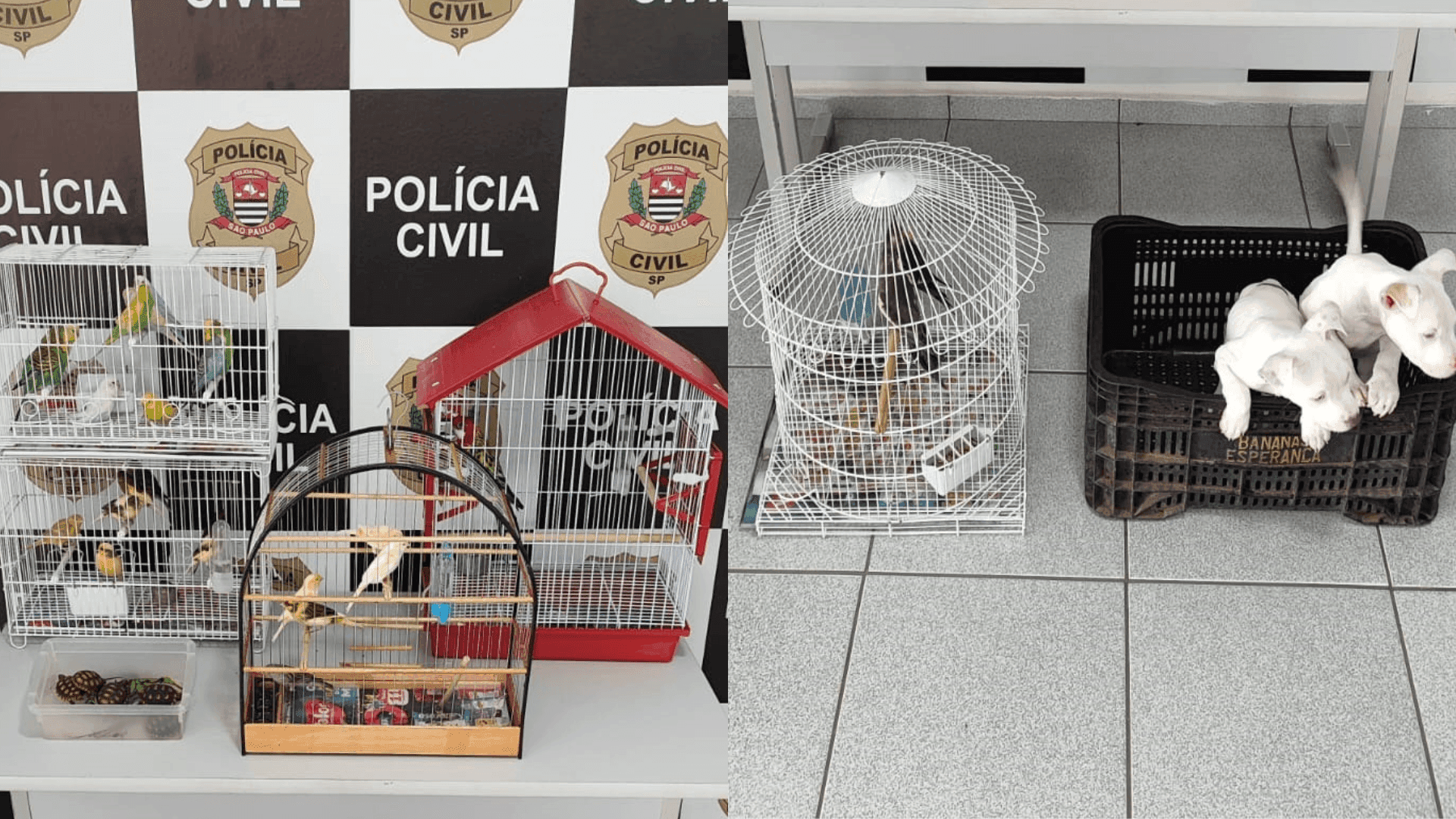 Três homens são presos por crimes contra animais silvestres em São José dos Campos