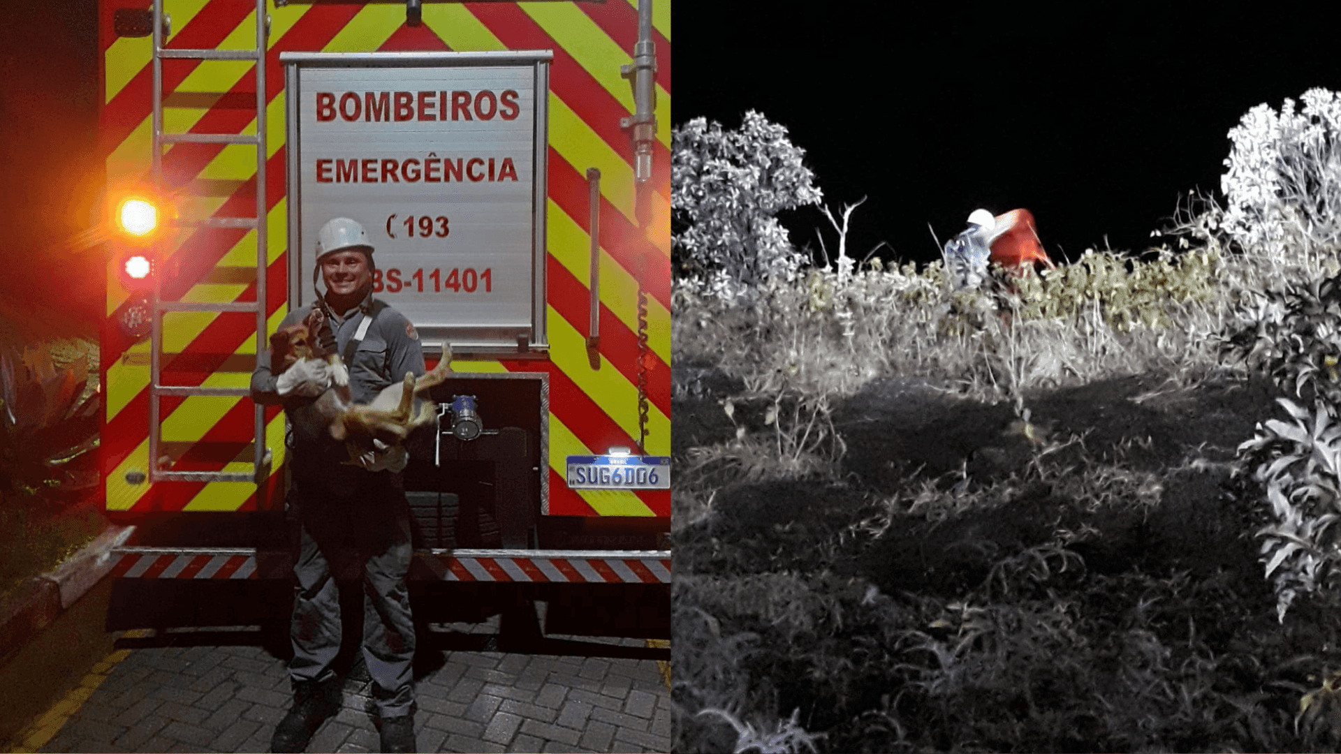 Cachorro é resgatado pelo Corpo de Bombeiros em Caraguatatuba