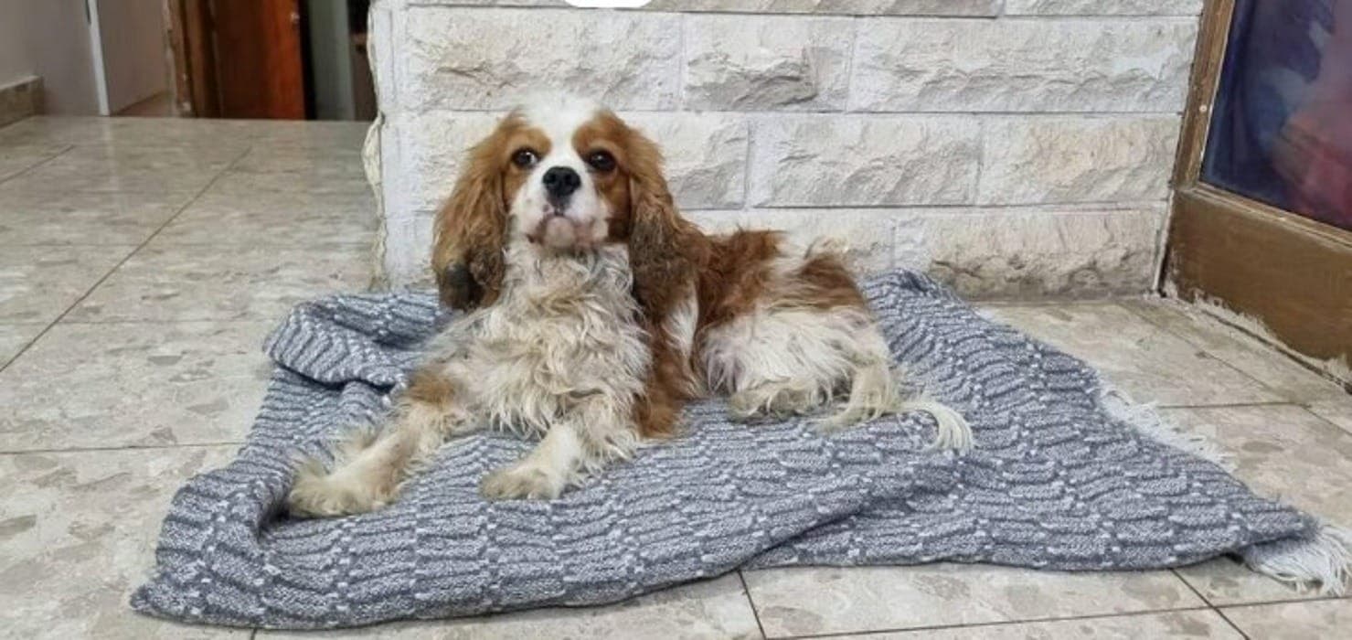 Billy, cão israelense resgatado