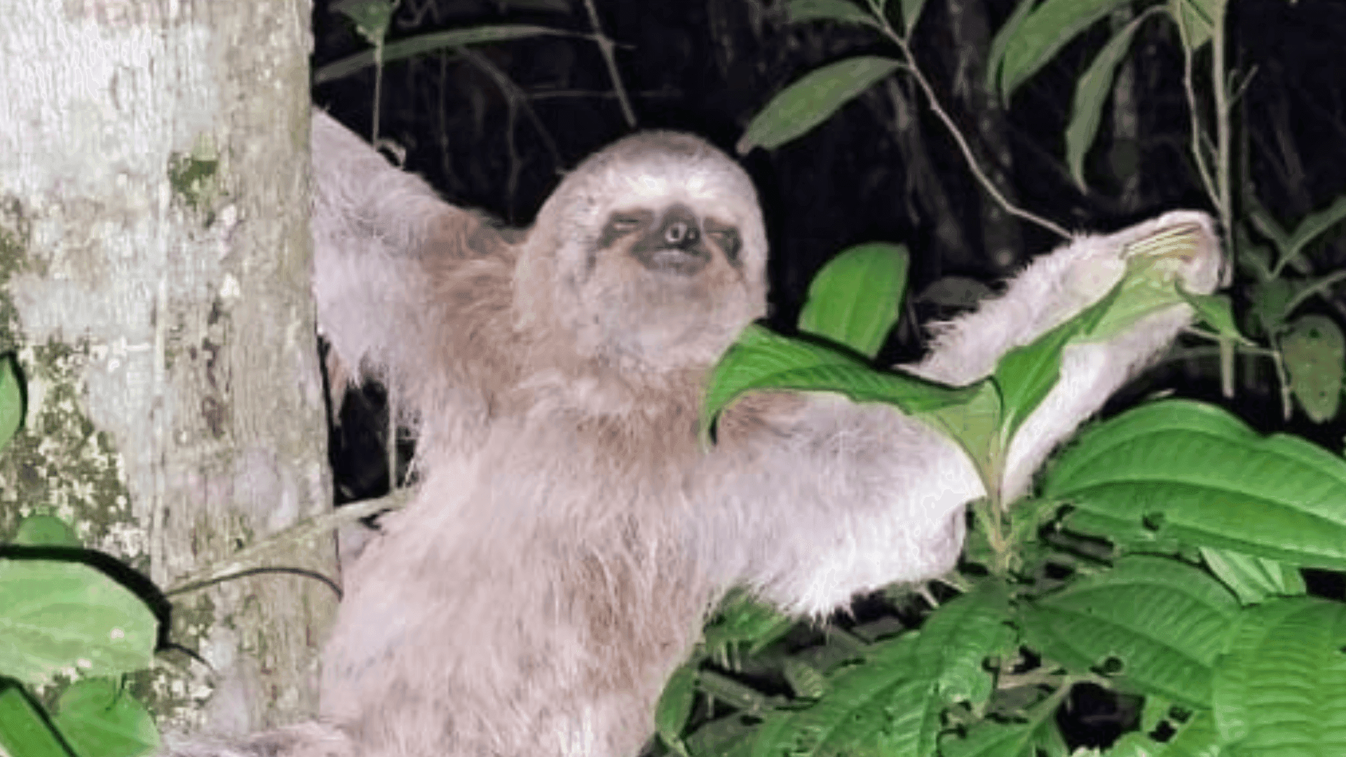 Bicho-preguiça em situação de risco é resgatado na Praia Martim de Sá em Caraguatatuba