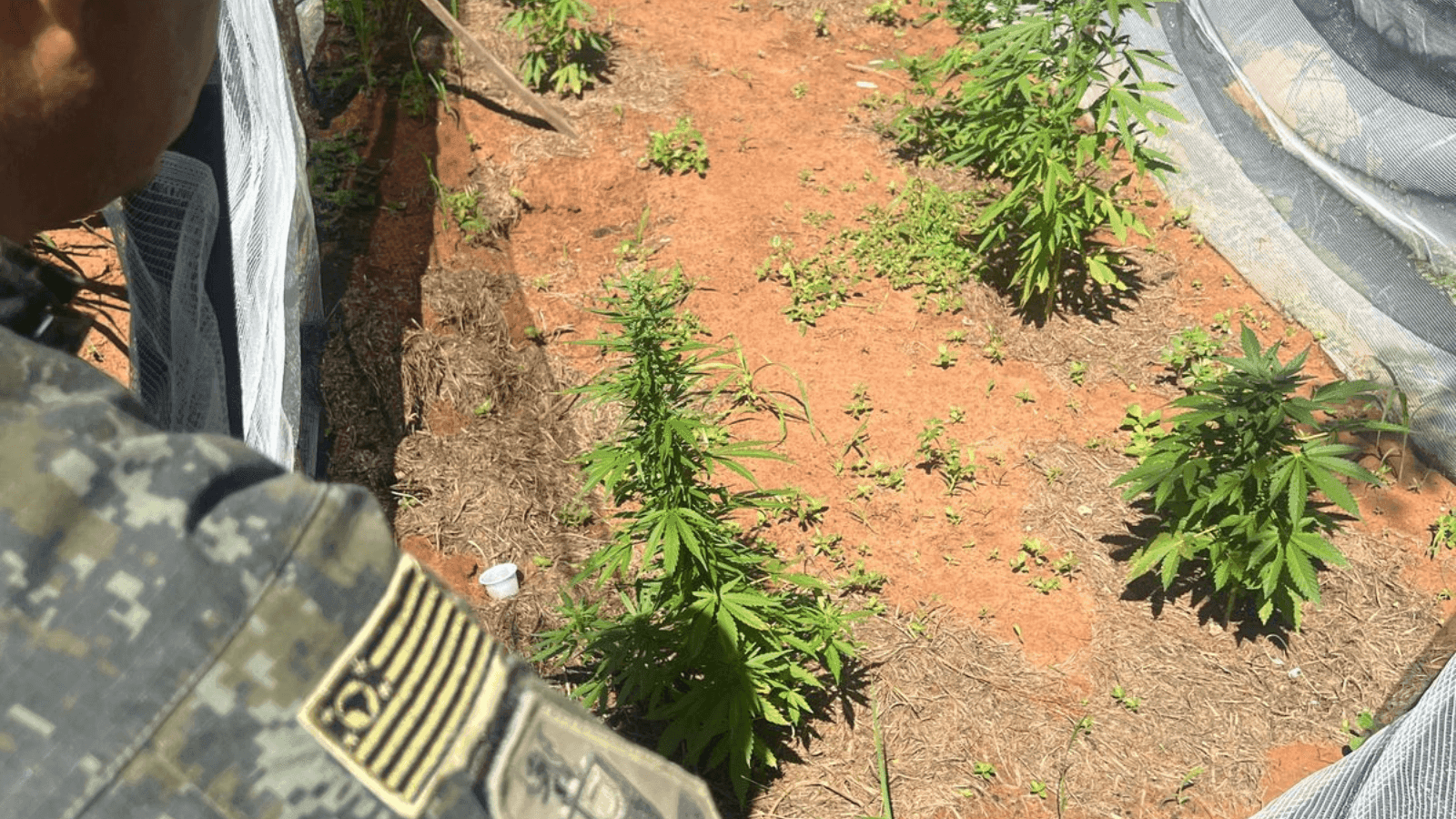 Os pés de maconha estavam dentro de uma estufa