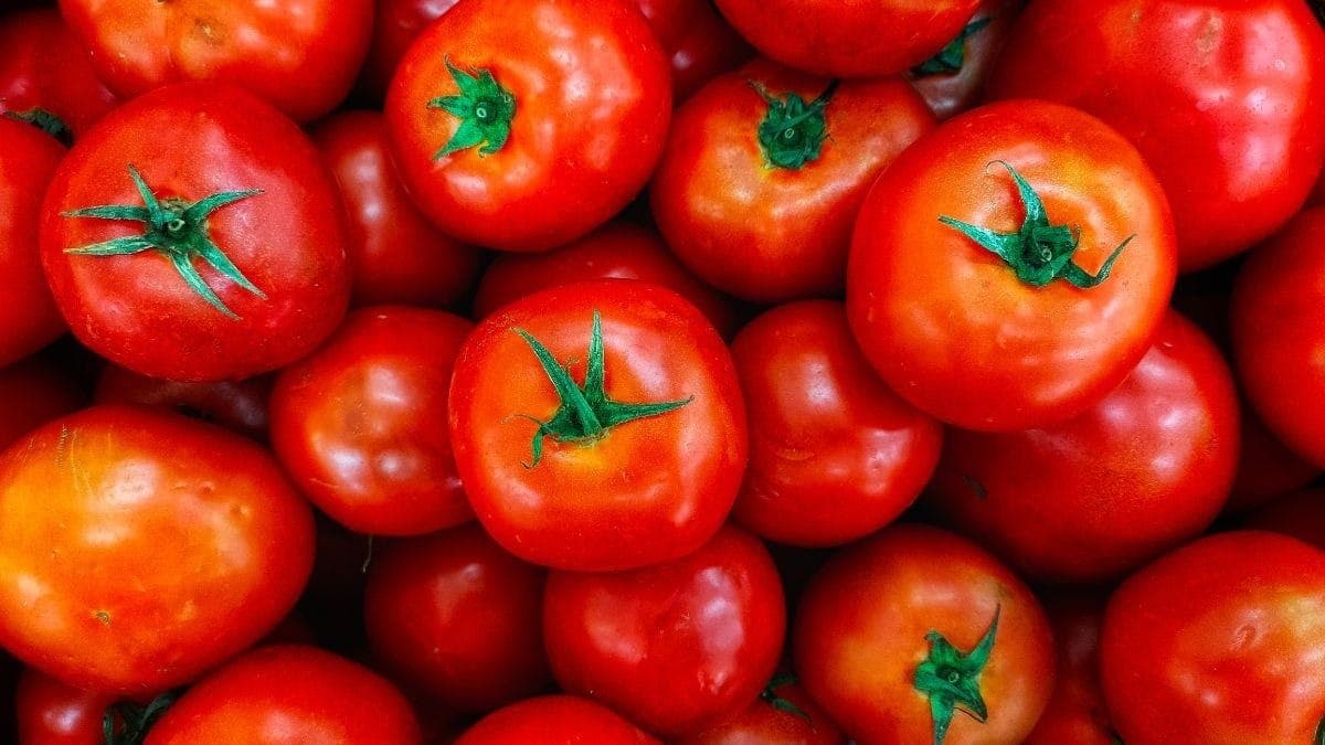 Tomate tende a ficar ainda mais caro no Brasil