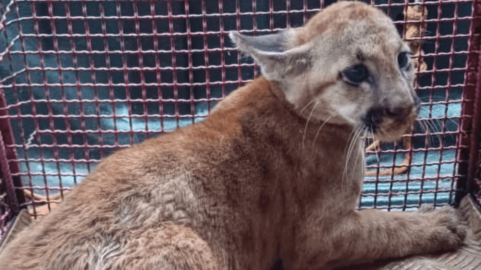 O animal estava próximo a casinha dos cachorros