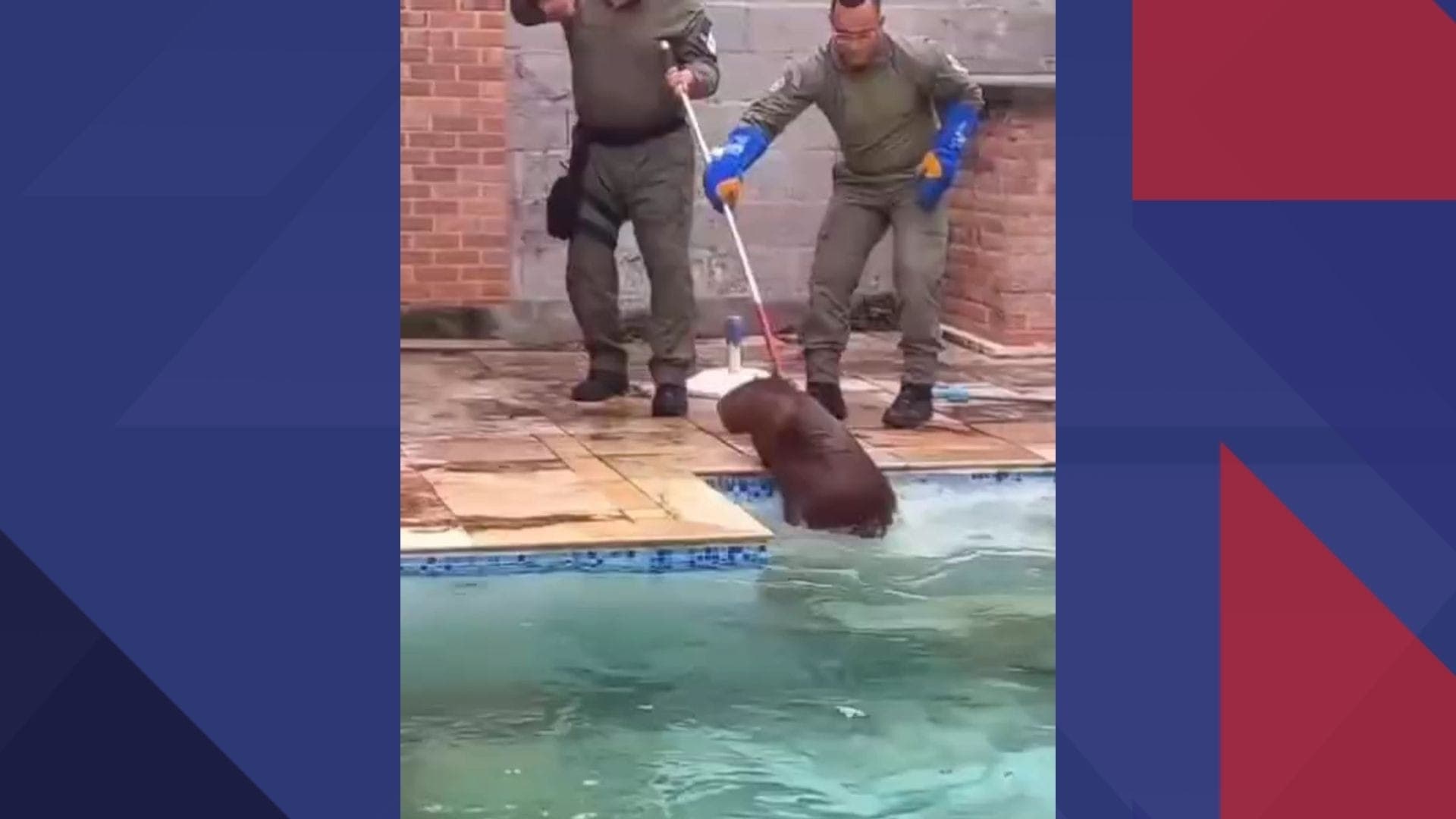 Capivara resgatada por agentes da Guarda Municipal de Niterói