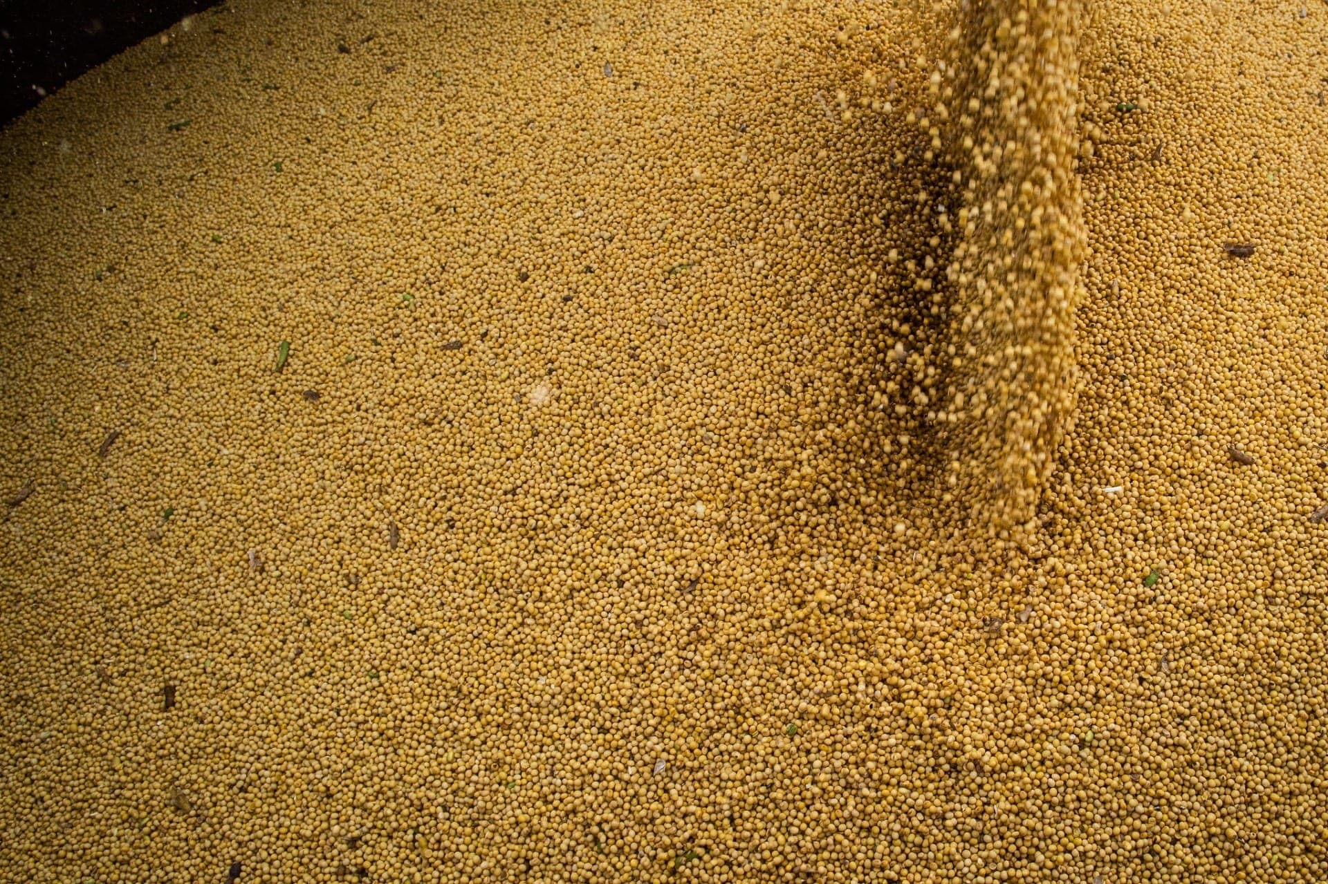 Produção de soja deve aumentar mais no Brasil, com 177,6 milhões de toneladas