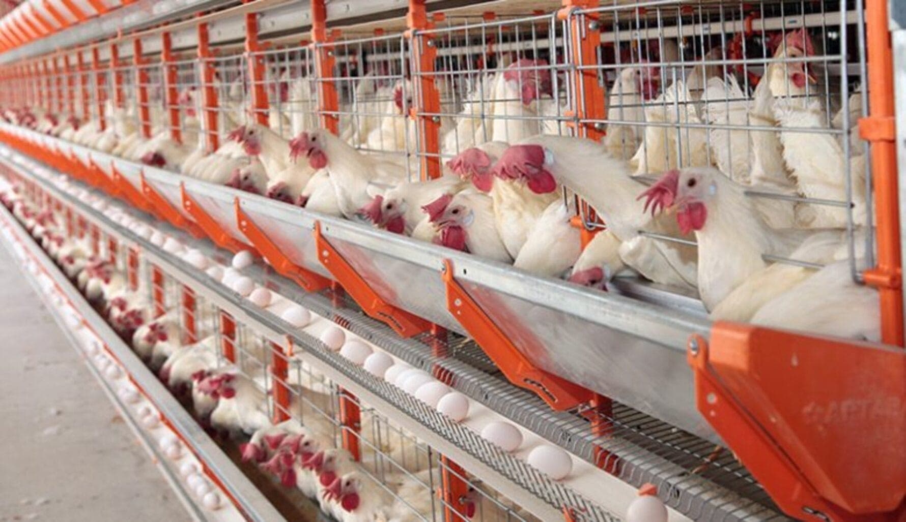 Surtos de gripe aviária interferem no comércio mundial de produtos avícolas em 2025