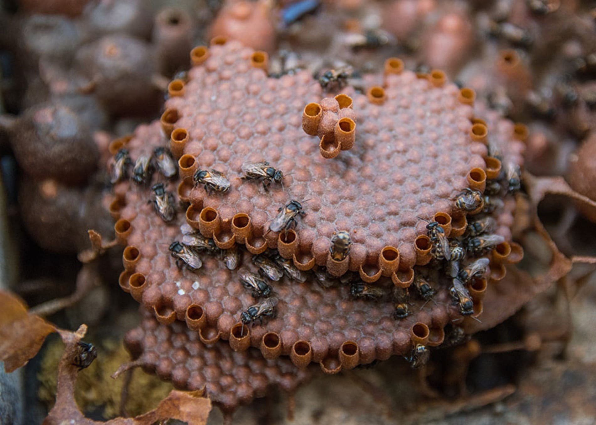 Colmeia de abelha-canudo, nativa da Amazônia