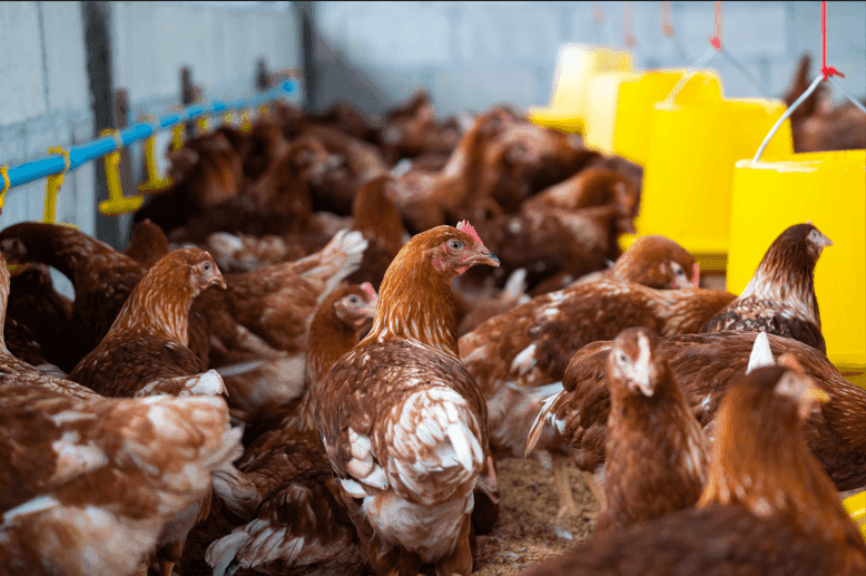 Brasil registra foco de gripe aviária no RS